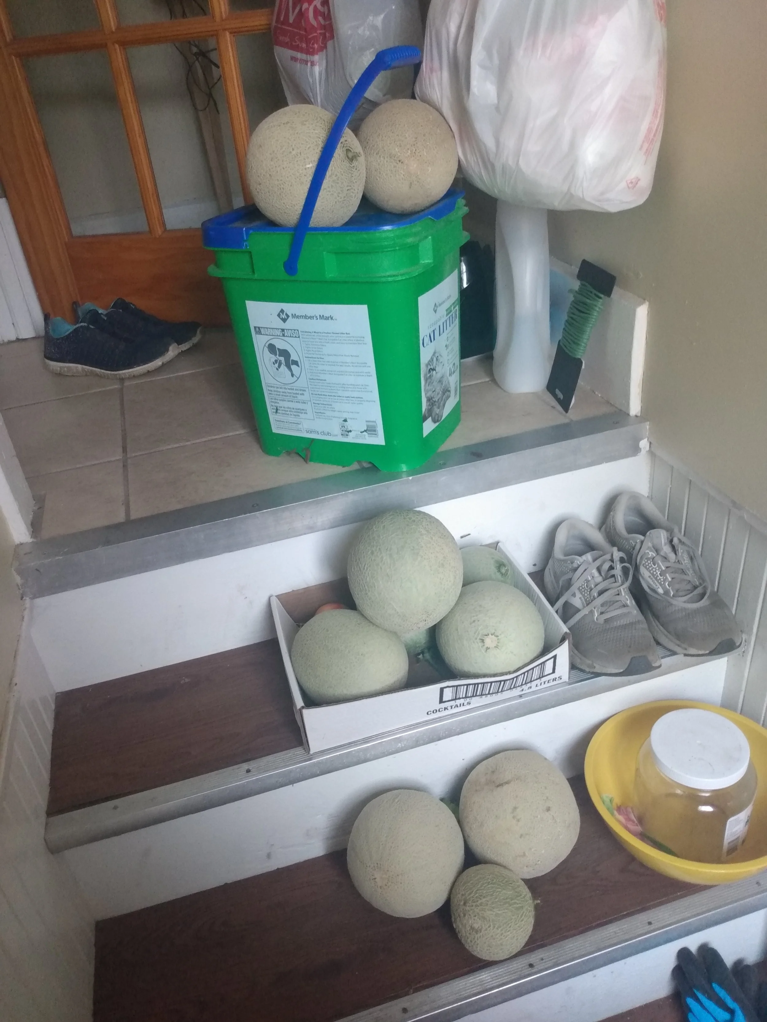A lesson in not putting cantaloupe seeds in your compost pile. These all came up volunteer in random parts of the yard! None of them were edible. 
