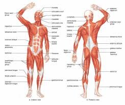 Massage course module 1 Day 2