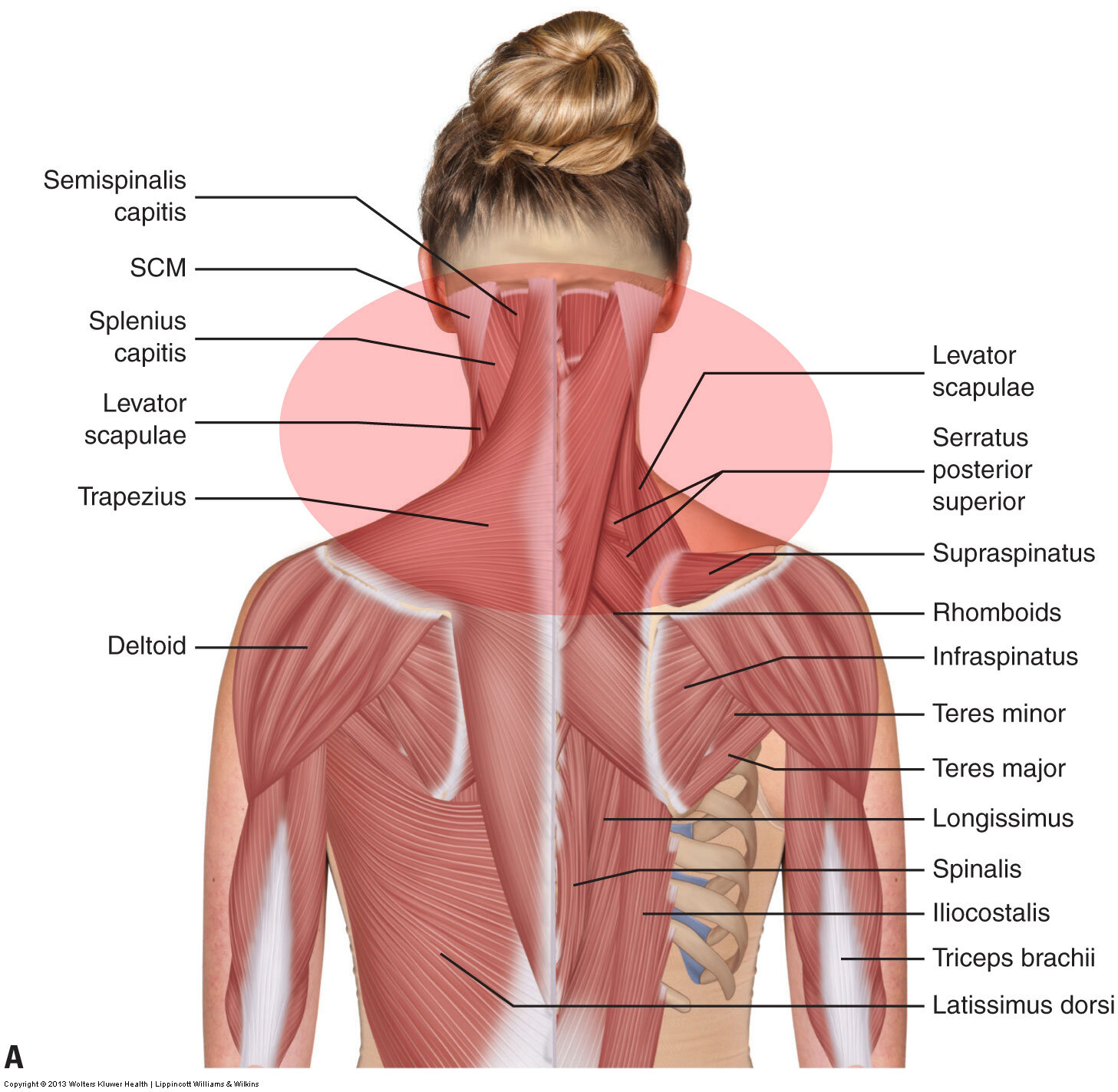 Massage course Module 2 Day 1. Upper Body, Neck -Shoulders - Upper Back