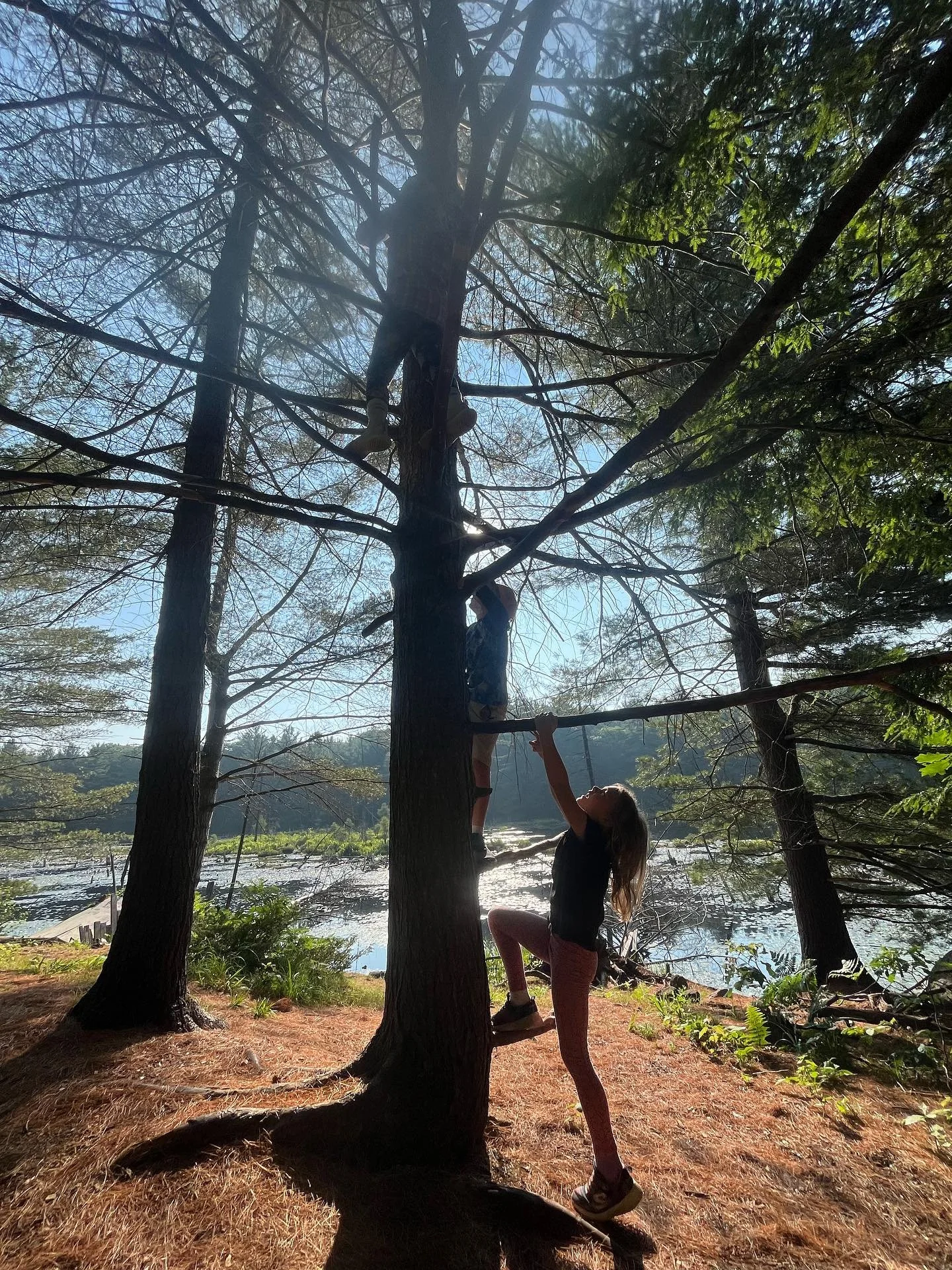 tree climbing sun shining.jpeg