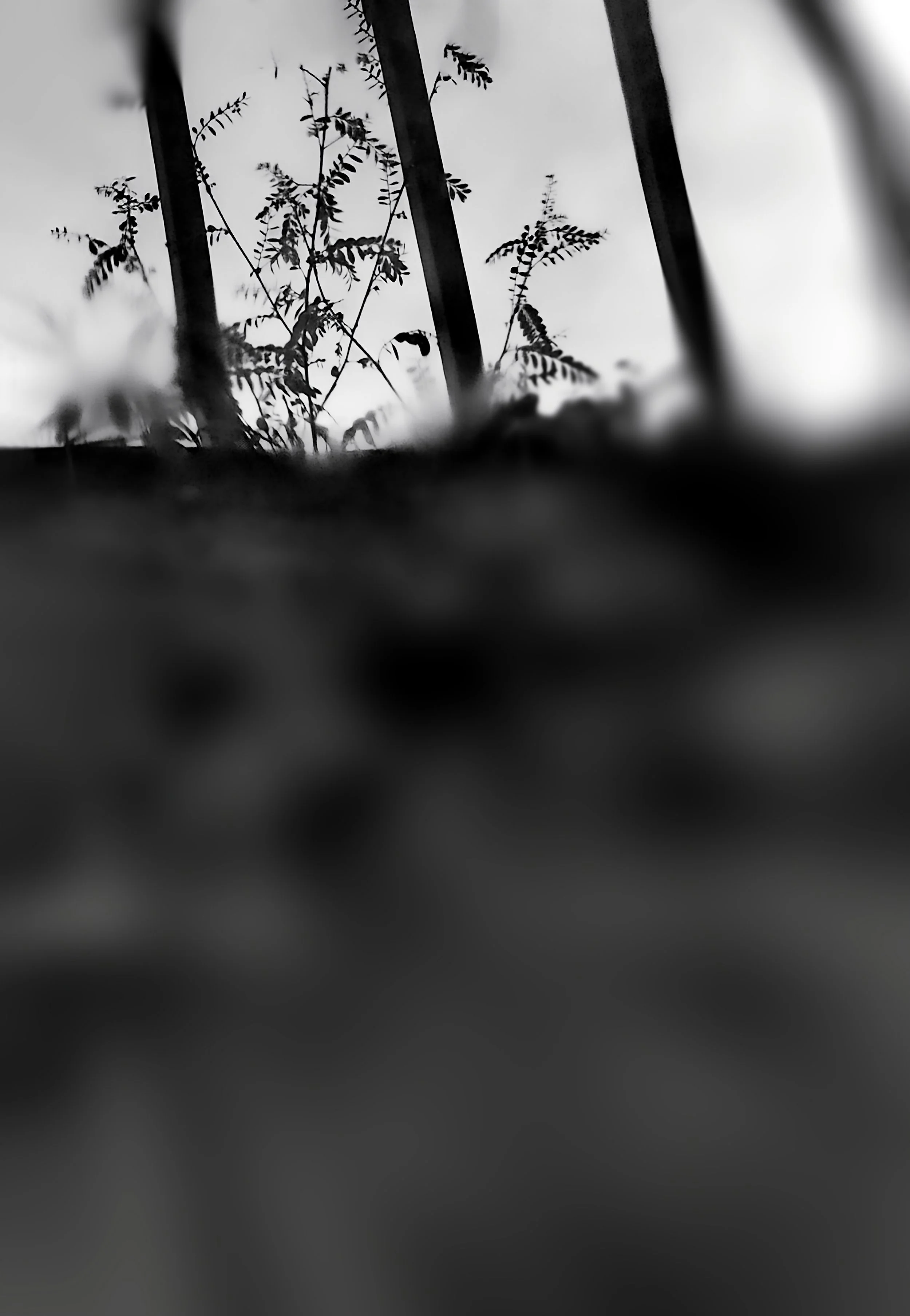 Photo Essay — PETRICHOR — Dyutiman Mukhopadhyay Website