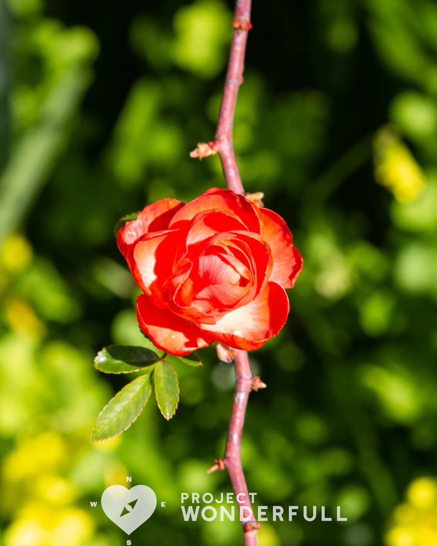 Here&rsquo;s a beautiful rose in honor of Project WonderFULL&rsquo;s 4th Birthday! It&rsquo;s been a wonderFULL 4 years&hellip; looking forward to many more with all of you! 

#beautyheals 

Today&rsquo;s WonderFULL: Birthday Beauty Rose. 

(Oakland,