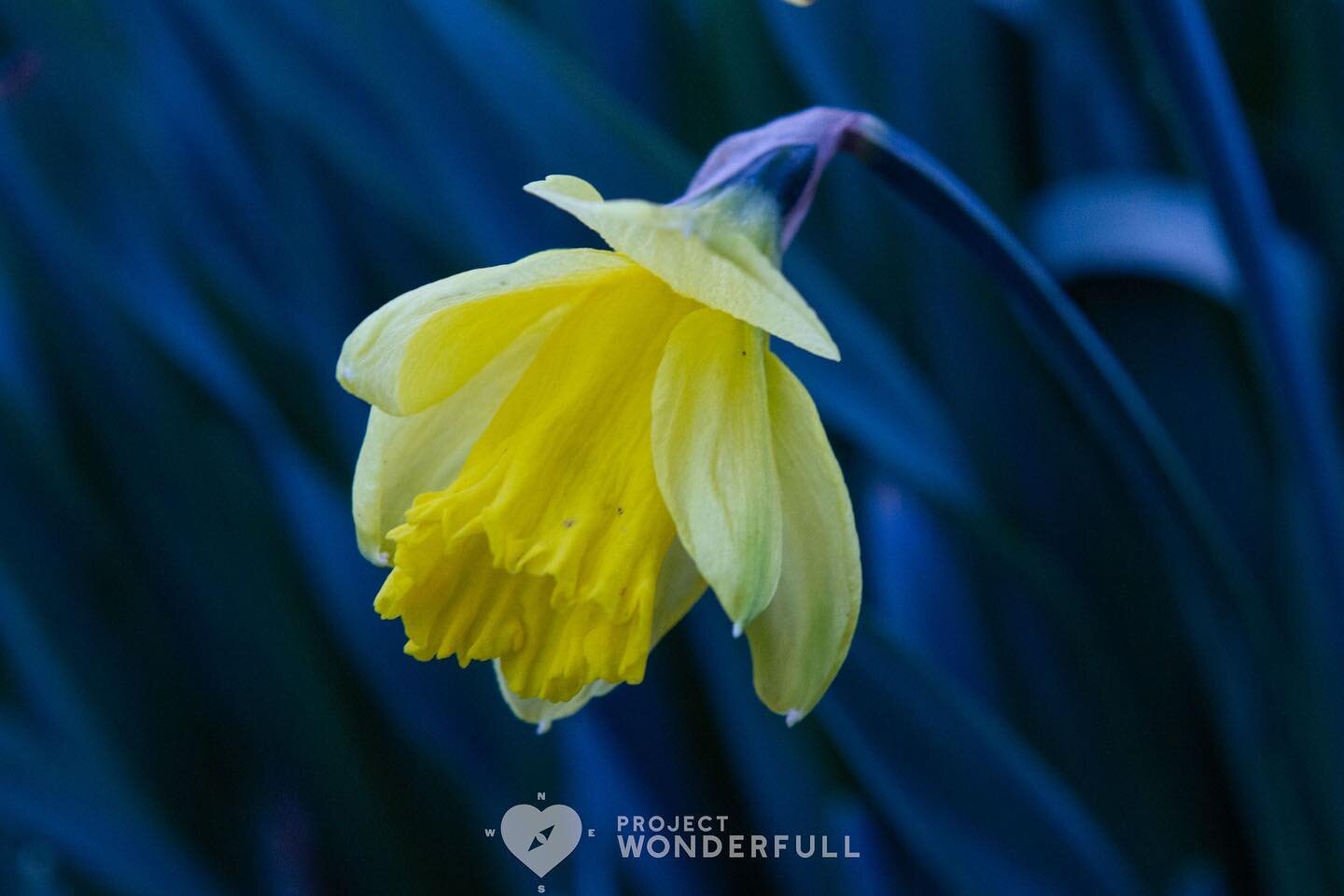 Signs of Spring make me smile&hellip; So sharing this one in hopes that it makes you smile, too. 

#beautybringssmiles 

Today&rsquo;s WonderFULL: Expressive Daffodil.

(Ridgewood,NJ) 

Today&rsquo;s MindFULL: Take a 10 minute walk today in nature an