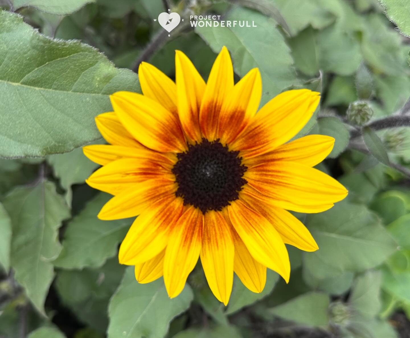 &ldquo;Happiness held is the seed; happiness shared is the flower.&rdquo;- John Harrigan

#beautyheals 

Today&rsquo;s WonderFULL: Happy Flower for YOU 

(Pelican Island, NJ) 

May this brighten your Tuesday. 

Sarah 🩵🩵 

P.S. If you love seeing To