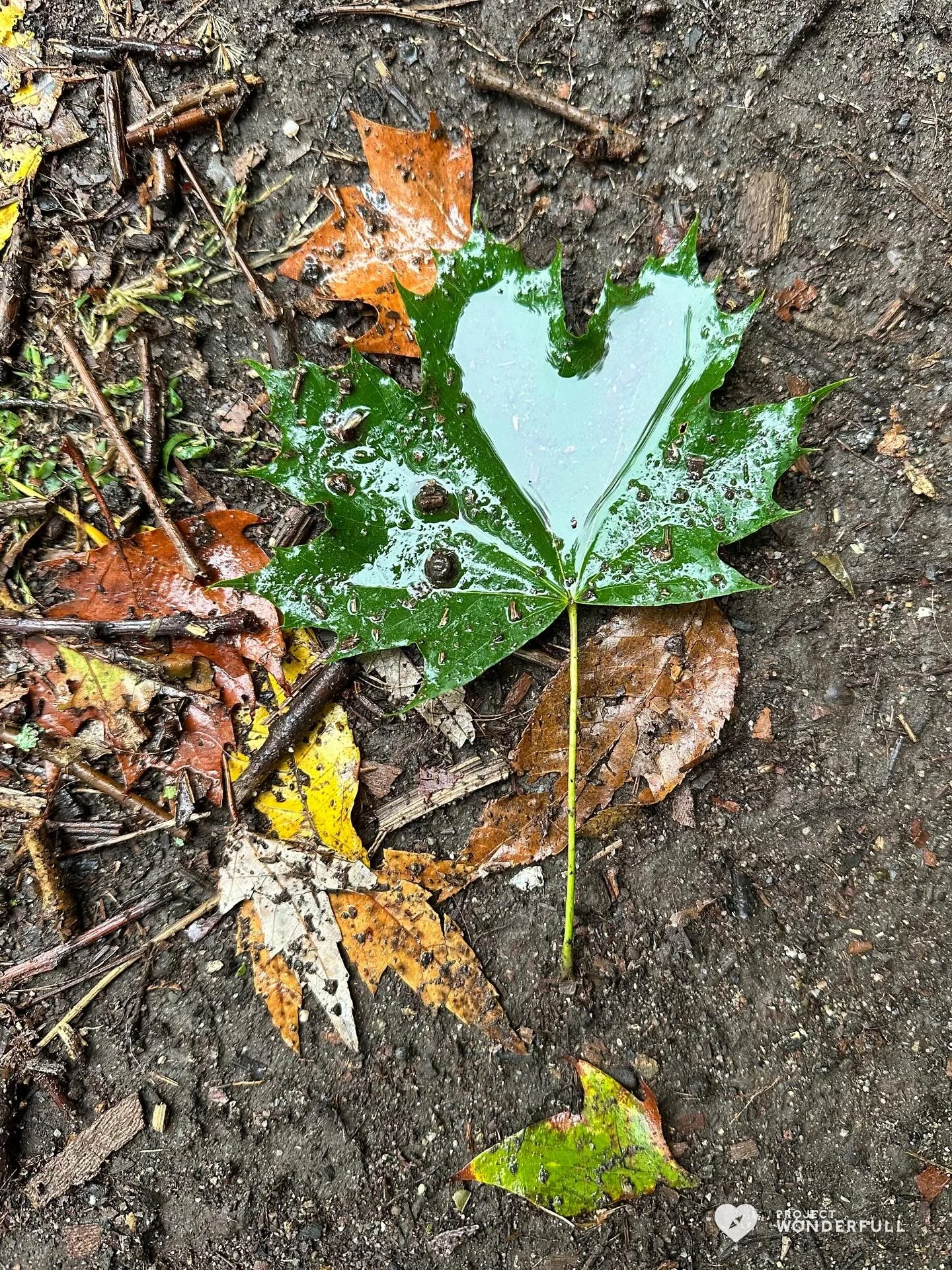 Reminder: you are so loved. 

I feel like there are no words for this capture&hellip; for this moment. Just pure love touched with joy.

The Universe really does have our back. Grateful for the reminder sent with love. 

#naturallyformedheart
#beauty