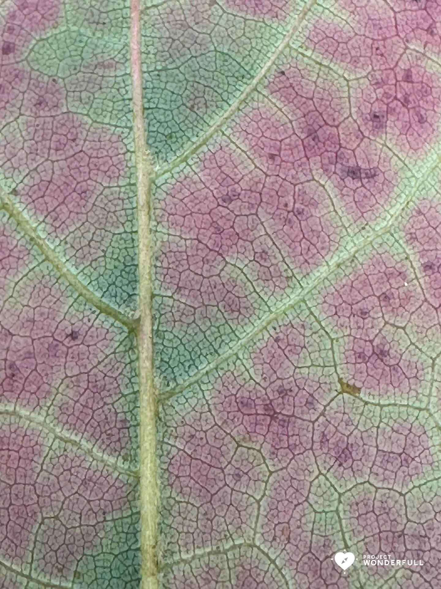 Today&rsquo;s image(s) are a beautiful reminder to slow down and take in this moment&hellip; to look closely at the beauty all around and let it heal you. 

#beautyheals 

Today&rsquo;s WonderFULL: Fall Healing Beauty

(Ridgewood, NJ) 

Have a beauti