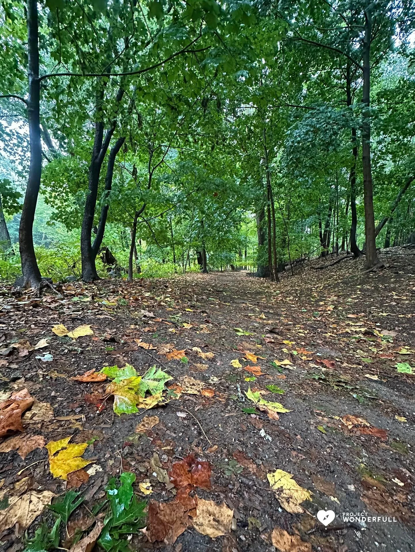 Today is another invitation to slow down and enjoy the beauty of the day&hellip;. and the beauty of the season. 

Honor nature. Honor yourself. 

#beautyheals 

Today&rsquo;s WonderFULL: Grace&rsquo;s Beauty

(Ridgewood, NJ) 

Have a beautiful Thursd