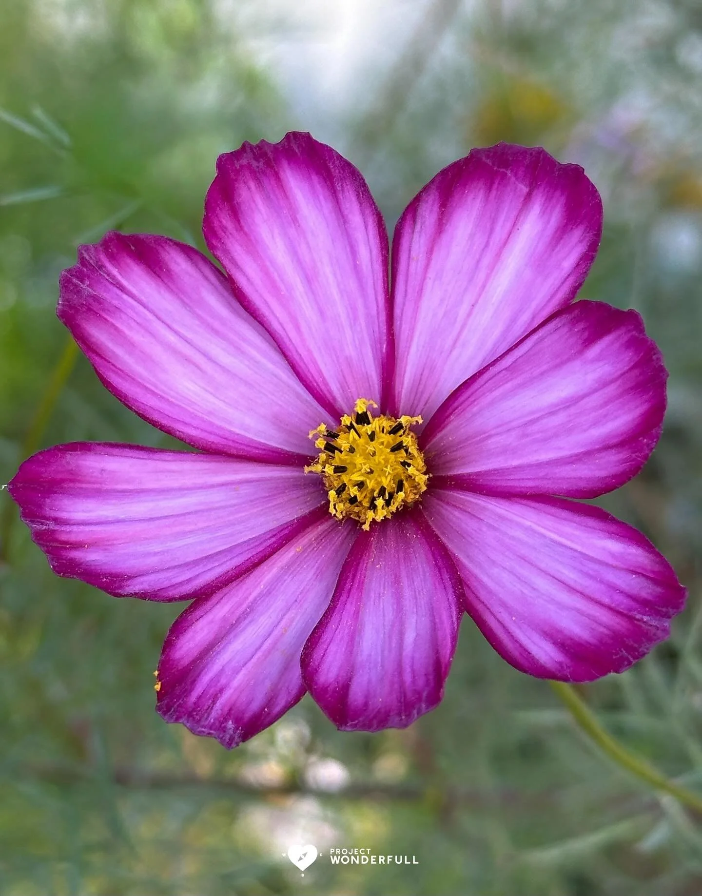 May the brilliance, beauty and energy of this flower be with you today.

Happy Sunday! 

#beautyheals 

Today&rsquo;s WonderFULL: Glowing Brilliance 

(Tarrytown, NY) 

Have a beautiful Sunday.

Sarah 🩵🩵 

https://www.projectwonderfull.com/

P.S. P