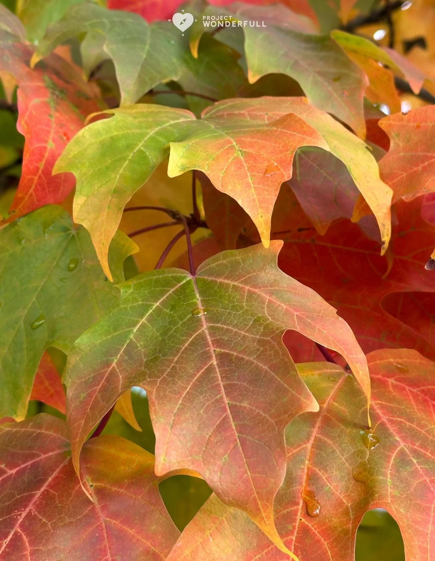 Changing before our eyes…. such a beautiful thing to witness.
May you witness something beautiful like this today. 
#beautyheals 
Today’s WonderFULL: Changing Live Beauty
(Ridgewood, NJ) 
Have a beautiful Friday. 
Sarah 🩵🩵 
http