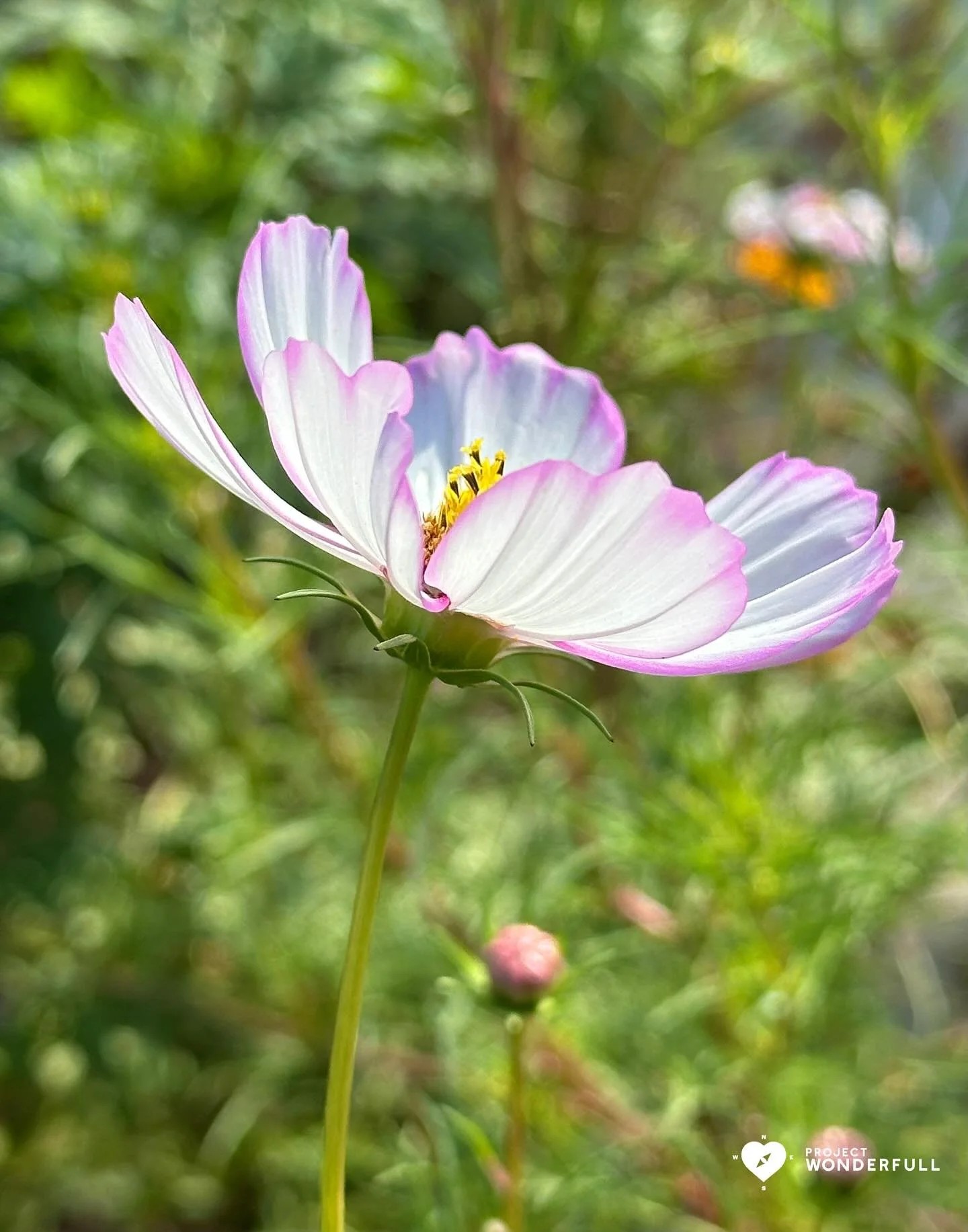 Just sending healing thoughts with this beautiful flower, today. 
#beautyheals 
Today’s WonderFULL: Beautiful Healing 
(Tarrytown, NY) 
Have a beautiful Saturday. 
Sarah 🩵🩵 
https://www.projectwonderfull.com/
P.S. Please send this alon