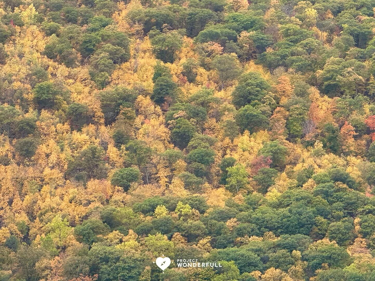 Always in awe of this fleeting few weeks in the northeast. Enjoy the brilliance today!
#beautyheals 
Today’s WonderFULL: Foliage Presence
(Tarrytown, NY) 
Have a beautiful Monday. 
Sarah 🩵🩵 
https://www.projectwonderfull.com/
P.S. Plea