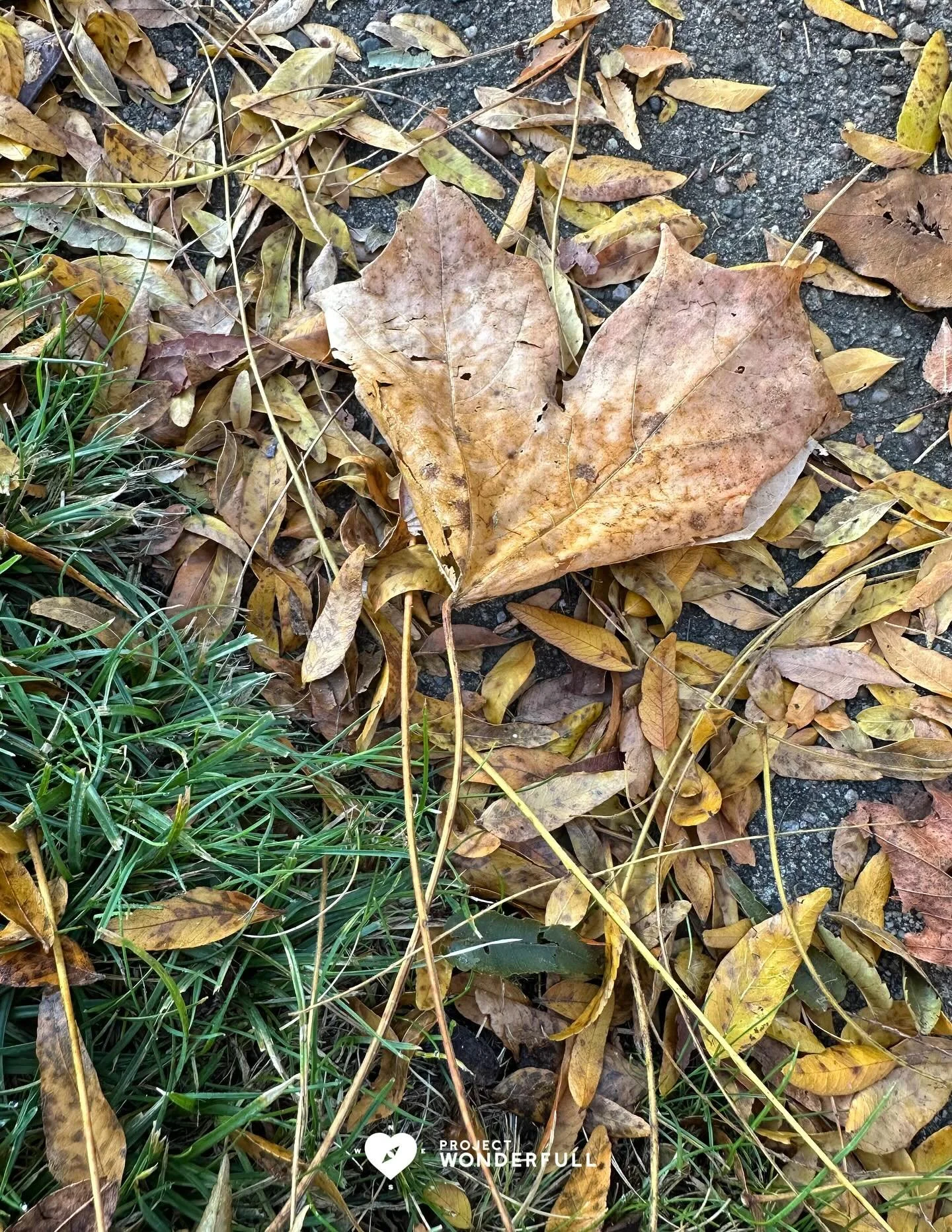 So many hearts around…. I hope you feel the love! 
#beautyheals 
Today’s WonderFULL: Fallen Heart Leaf
(Ridgewood, NJ) 
Have a beautiful Friday. 
Sarah 🩵🩵 
https://www.projectwonderfull.com/
P.S. Please send this along to someon