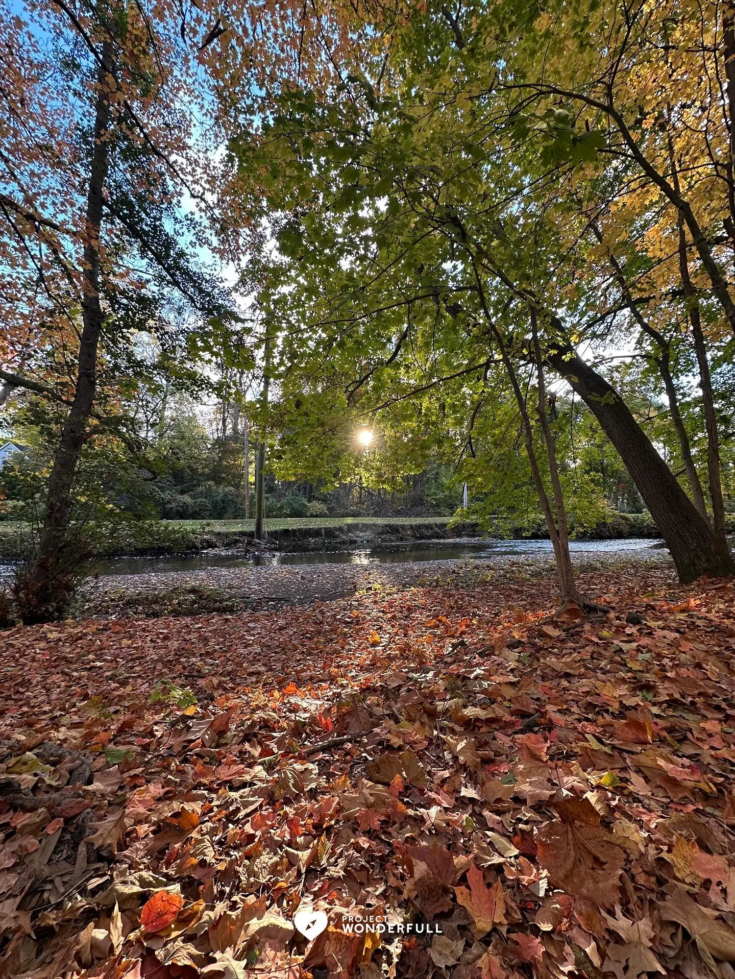 Silence and leaves and sun. 

Sending you moments of solace, today.

#beautyheals 

Today&rsquo;s WonderFULL: Fall Solace 

(Ridgewood, NJ) 

Have a beautiful Sunday! 

Sarah 🩵🩵 

https://www.projectwonderfull.com/

P.S. Please send this along to s