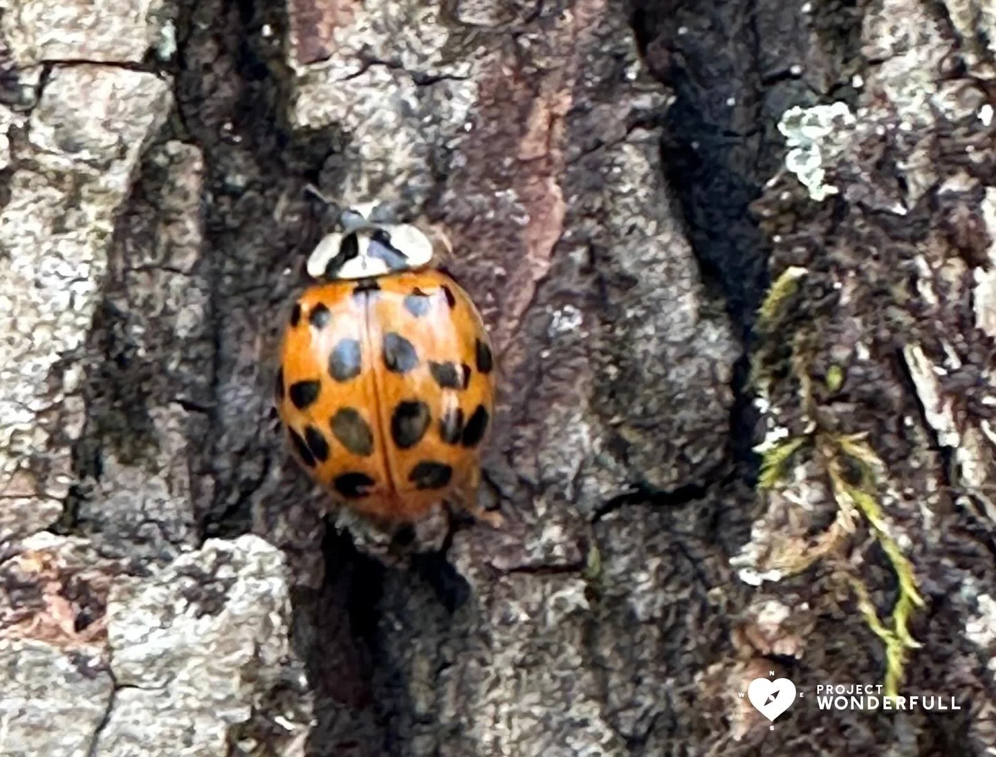 Wishing you a good sign, like this, crosses your path today.

Happy Monday!

#beautyheals 

Today&rsquo;s WonderFULL: Ladybug Luck

(Tarrytown, NY) 

Have a beautiful Monday! 

Sarah 🩵🩵 

https://www.projectwonderfull.com/

P.S. Please send this al