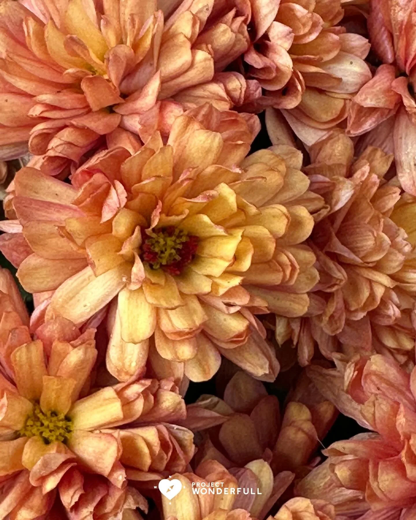 Orange mums bring courageous joy and creative expansion&hellip;.

So, I&rsquo;m bringing this energy to you today&hellip;. May it manifest into rich, beautiful things.

#beautyheals 

Today&rsquo;s WonderFULL: Courageous and Creative Mums

(Ridgewood