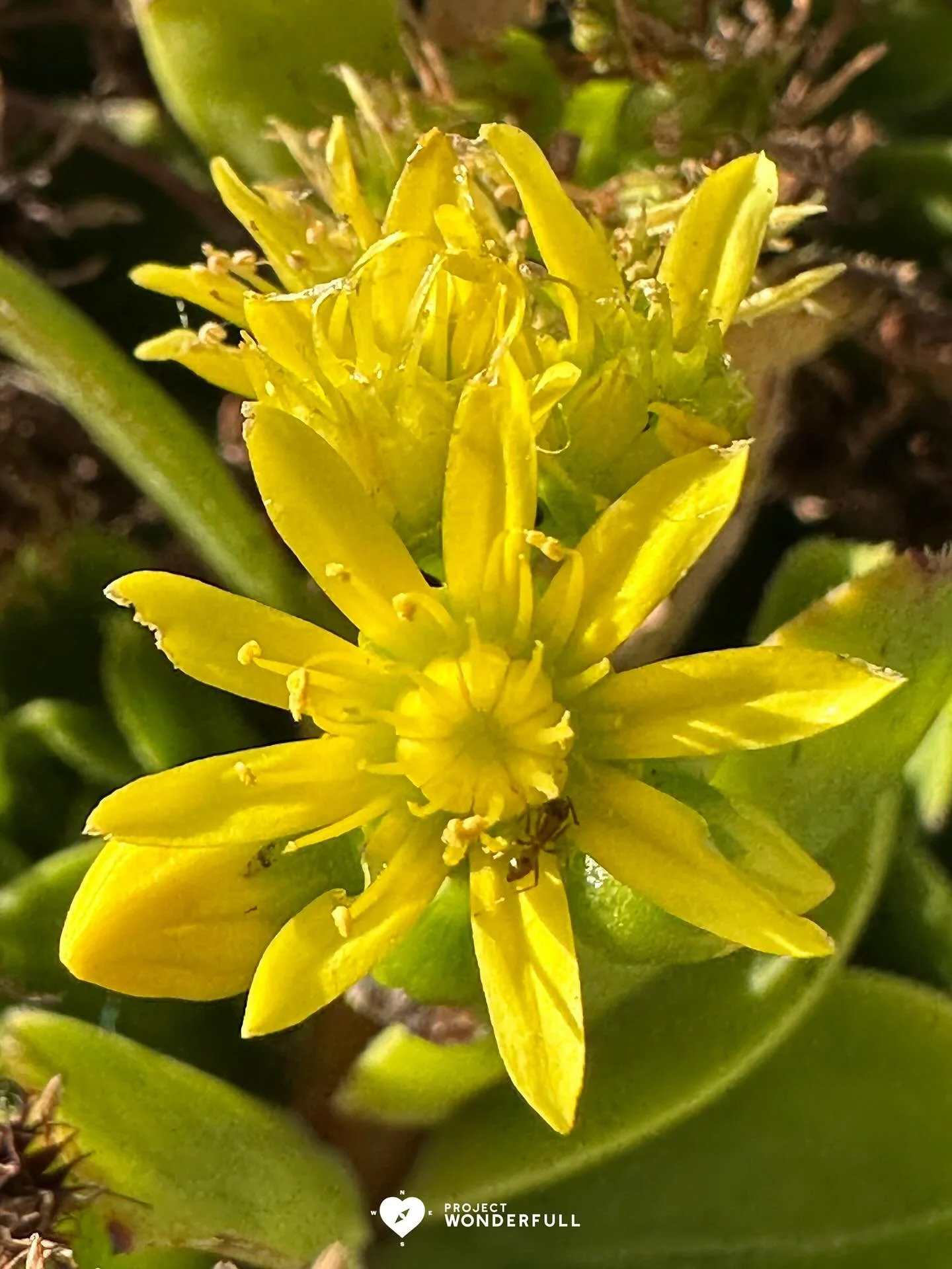 May this flower be one of many, bright spots today.

#beautyheals 

Today&rsquo;s WonderFULL: Bright Spot Flower

(Del Mar, CA) 

Have a beautiful Thursday! 

Sarah 🩵🩵 

https://www.projectwonderfull.com/

P.S. Please send this along to someone you