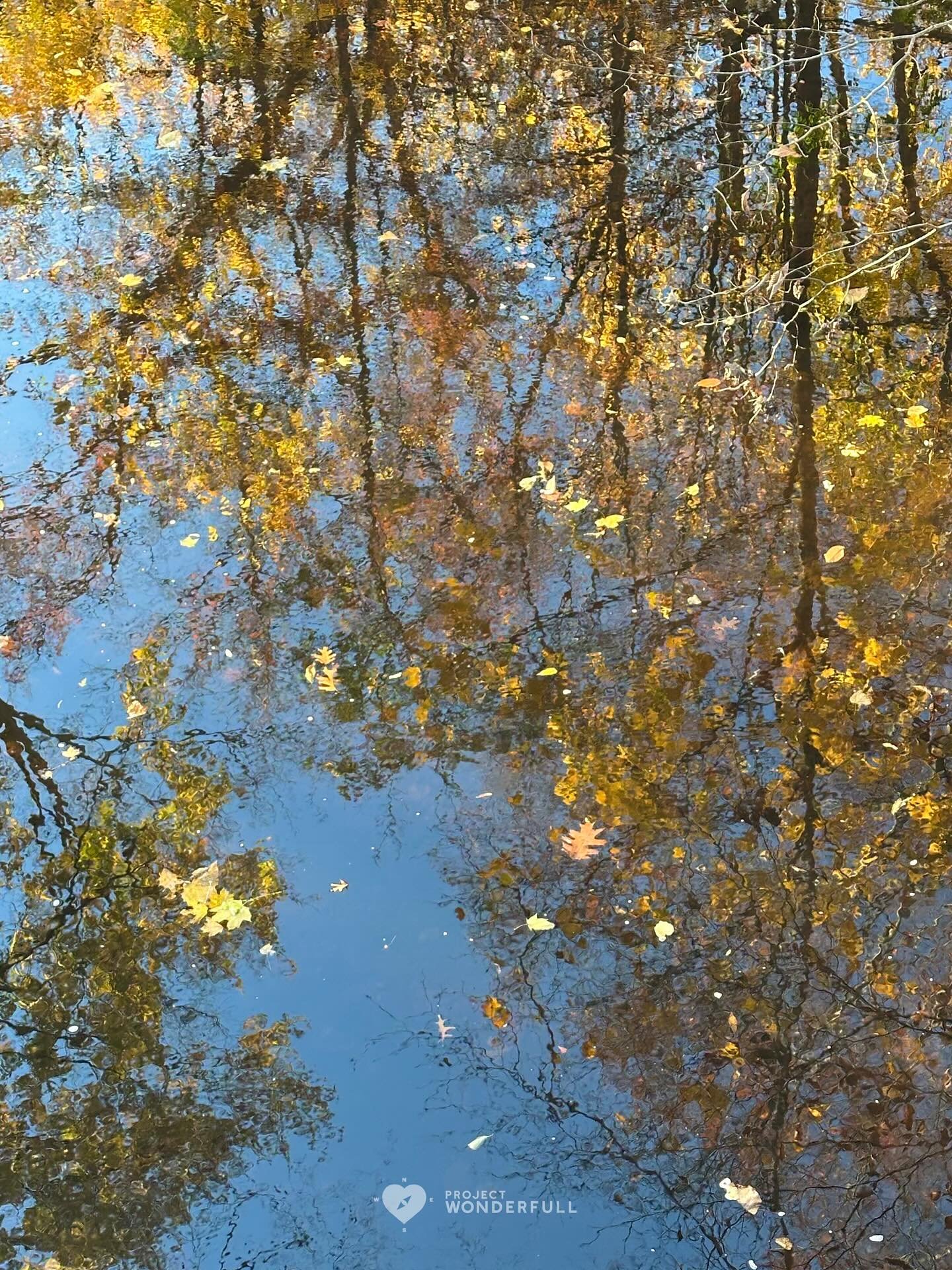 There&rsquo;s a softness to this time of the year&hellip; leaves gently falling&hellip; watching nature evolve before our eyes. How beautiful.

#beautyheals 

Today&rsquo;s WonderFULL: Gentle Fall Evolution 

(Ridgewood, NJ) 

Have a beautiful Wednes