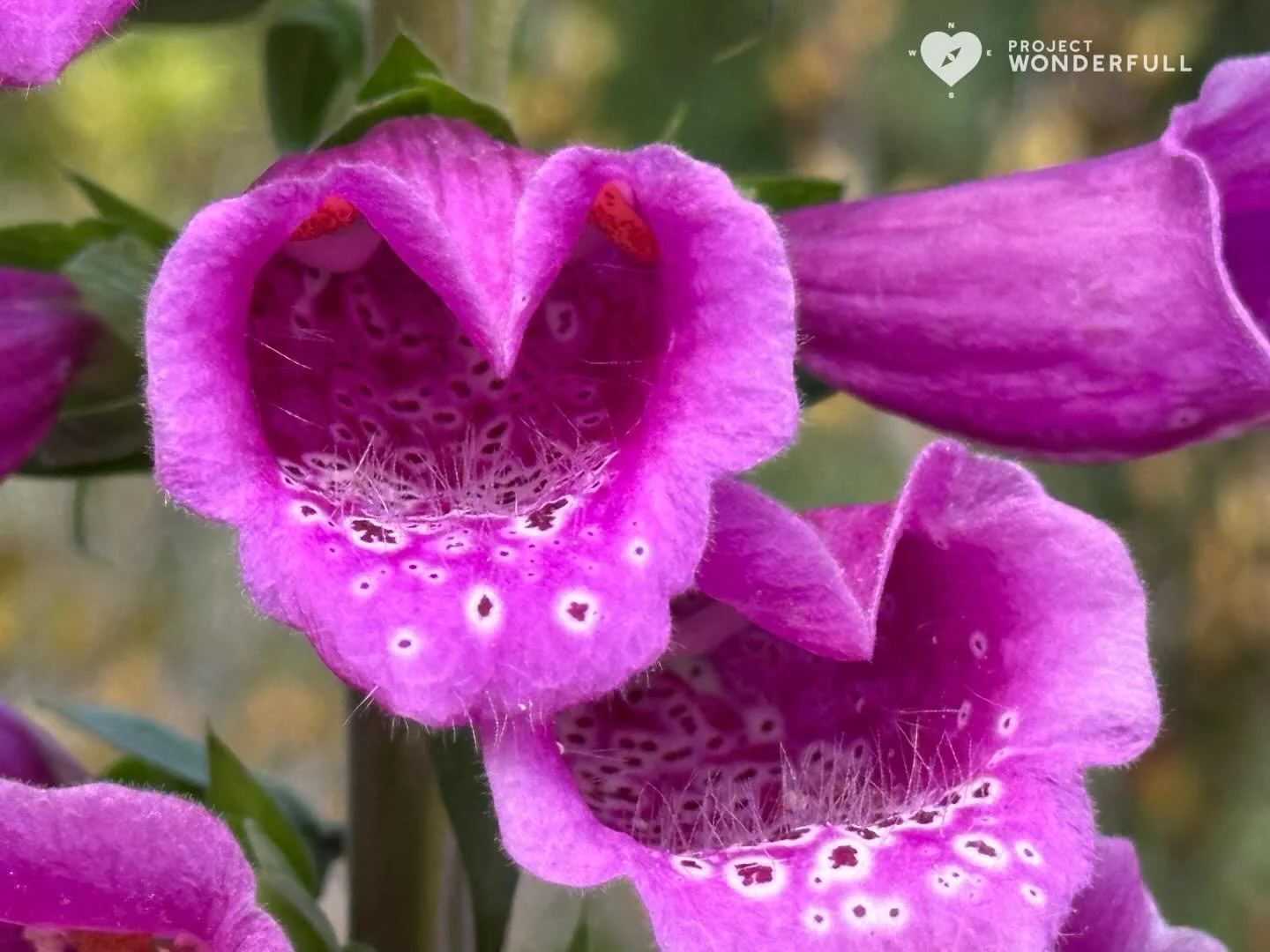 Let love lead today. 

And perhaps, let&rsquo;s see how many #naturallyformedhearts we can see today to remind of the power of love. 

I&rsquo;ll go first&hellip; 🥰

#beautyheals 
 
Today&rsquo;s WonderFULL: Love Heart 

(Jacksonville, Florida) 

Ha