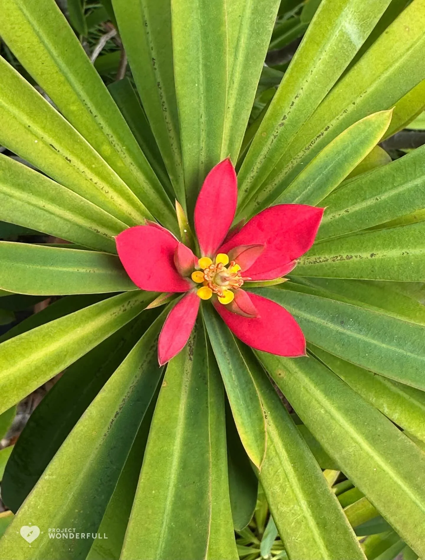 Awe comes in small ways, too. This tiny flower amongst the leaves is evidence. 
#beautyheals 
 
Today&rsquo;s WonderFULL: Tiny Flower Awe

(Jacksonville, Florida) 

Have a beautiful Thursday. 

Sarah Grace 🩵🩵 

P.S. Share this beauty with someone y