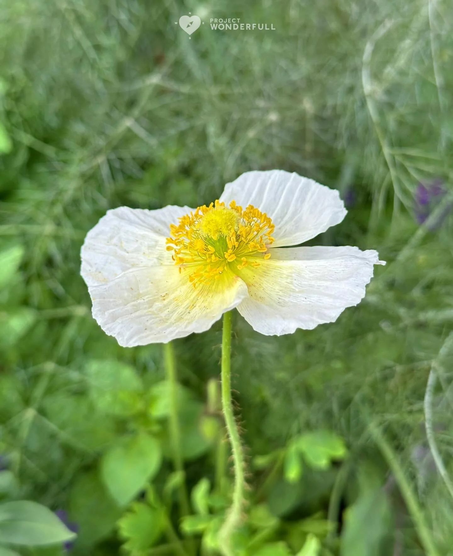 When I look at this beautiful flower, the word surrender comes to mind&hellip;

What&rsquo;s something that you can gently let go of today? 
#beautyheals 
 
Today&rsquo;s WonderFULL: Surrender Flower 

(Jacksonville, Florida) 

Have a beautiful Frida