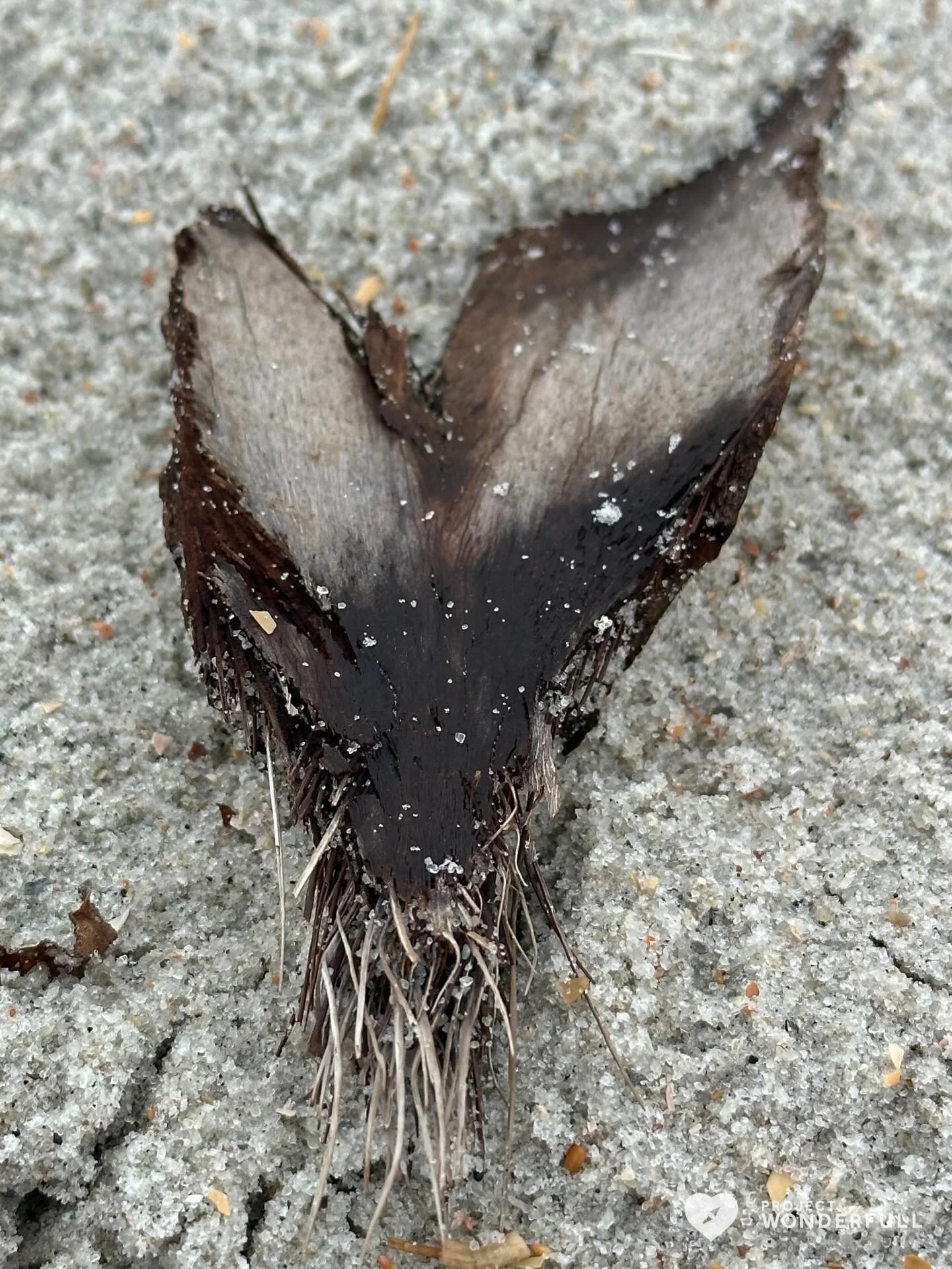 It&rsquo;s the lunar new year and it&rsquo;s the year of the fire horse&hellip; which is passionate and purposeful&hellip; and encouraging to lead with heart. There&rsquo;s a lot of momentum too&hellip;this image seemed to represent this all for me. 