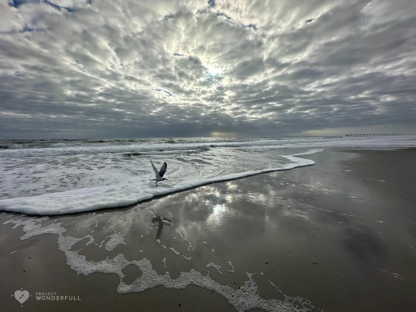 Take flight&hellip; do that thing&hellip; step into your power&hellip;. today. 

#beautyheals 
 
Today&rsquo;s WonderFULL: Taking Flight in Beauty

(Neptune Beach, Florida) 

Have a wonderFULL Wednesday! 

Sarah Grace 🩵🩵 

P.S. Share this beauty wi