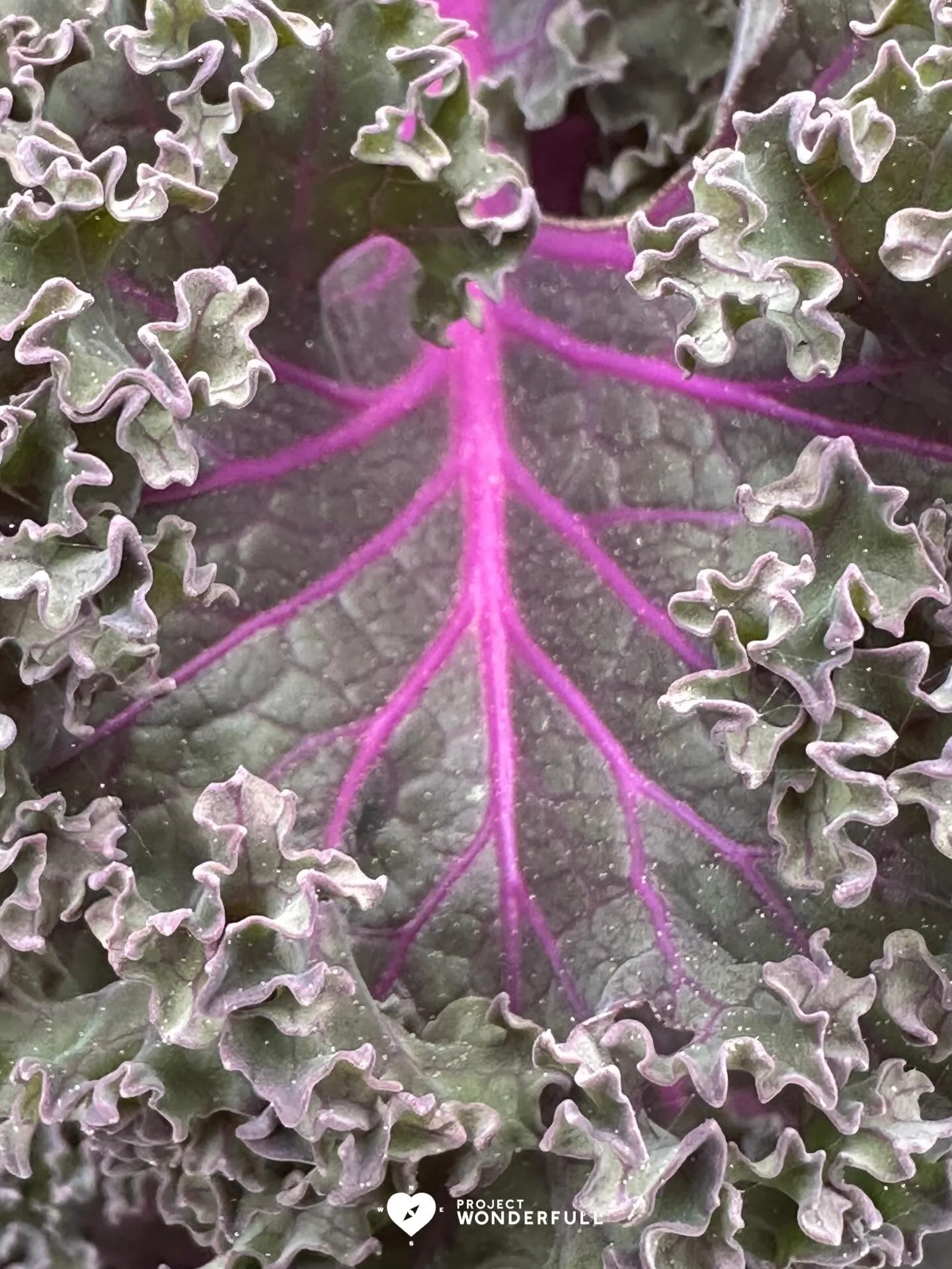 Just a close look at something beautiful, for you today. 

#beautyheals 
 
Today&rsquo;s WonderFULL:  Something Beautiful 

(Myrtle Beach, SC) 

Have a wonderFULL Monday! 

Sarah Grace 🩵🩵 

P.S. Share this beauty with someone you love today. #beaut