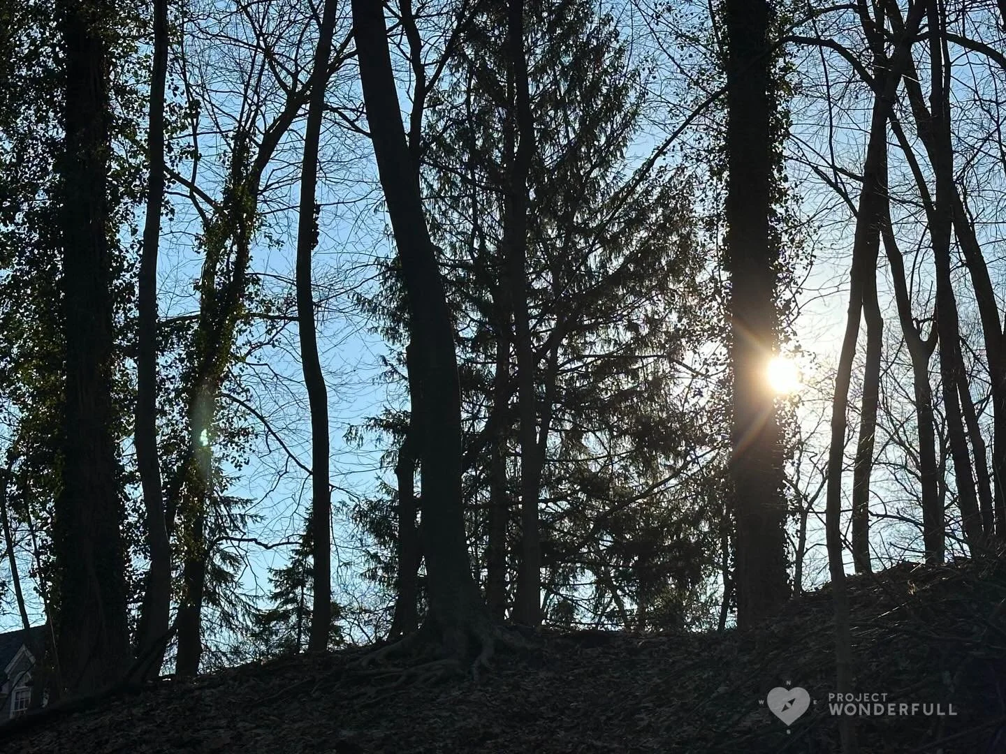 Some afternoon sun and forest for you today&hellip;. Great forest bathing space! 

#beautyheals 
 
Today&rsquo;s WonderFULL: Sun and Forest 

(Ridgewood, NJ) 

Have a wonderFULL Thursday! 

Sarah Grace 🩵🩵 

P.S. Share this beauty with someone you l