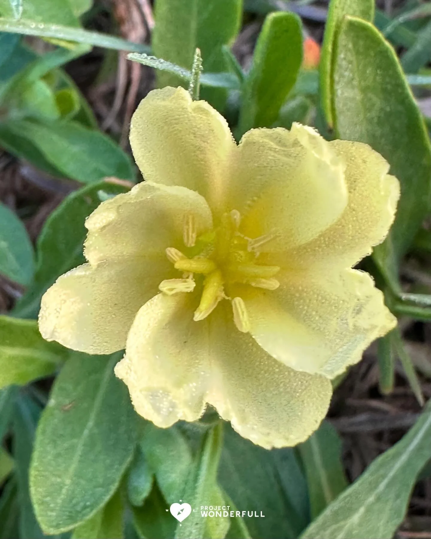 Some green for good luck, with a splash of yellow like sunshine for you today! 

#beautyheals 
 
Today&rsquo;s WonderFULL:Good Luck with &ldquo;Sunshine&rdquo;

(Neptune Beach, FL) 

Have a wonderFULL Tuesday! 

Sarah Grace 🩵🩵 

P.S. Share this bea
