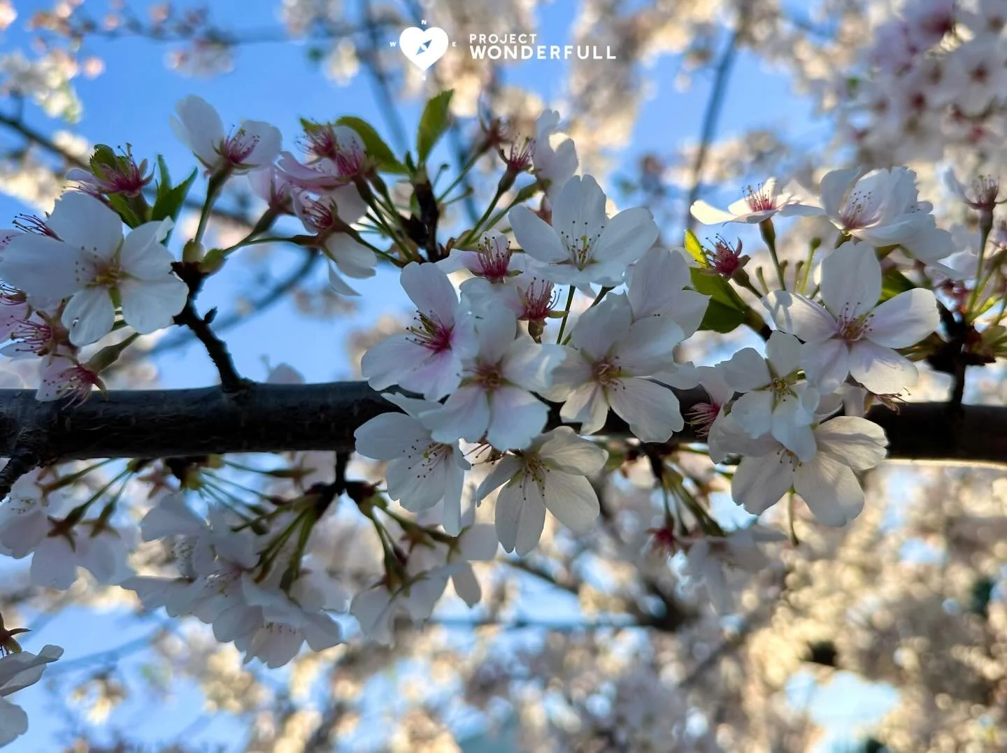 First sighting of cherry blossoms of the year (for me)! They&rsquo;re so beautiful and they make me smile.  I hope they make you smile, too!&nbsp;
#beautyheals 
 
Today&rsquo;s WonderFULL: Cherry Blossom Smile 

(Woodbridge, VA) 

Have a wonderFULL S