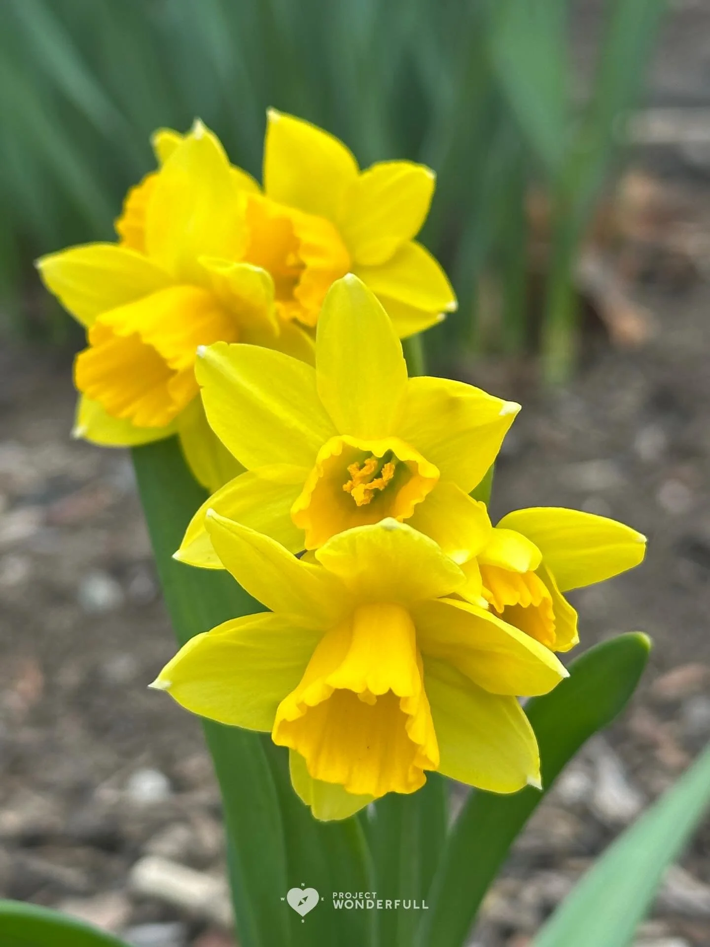 The seeds sowed in winter are now beautifully blossoming&hellip; what seeds have you planted in the last few months, that you are now reaping from? 

#beautyheals 
 
Today&rsquo;s WonderFULL: Spring Blossoming

(Ridgewood, NJ) 

Have a wonderFULL Tue