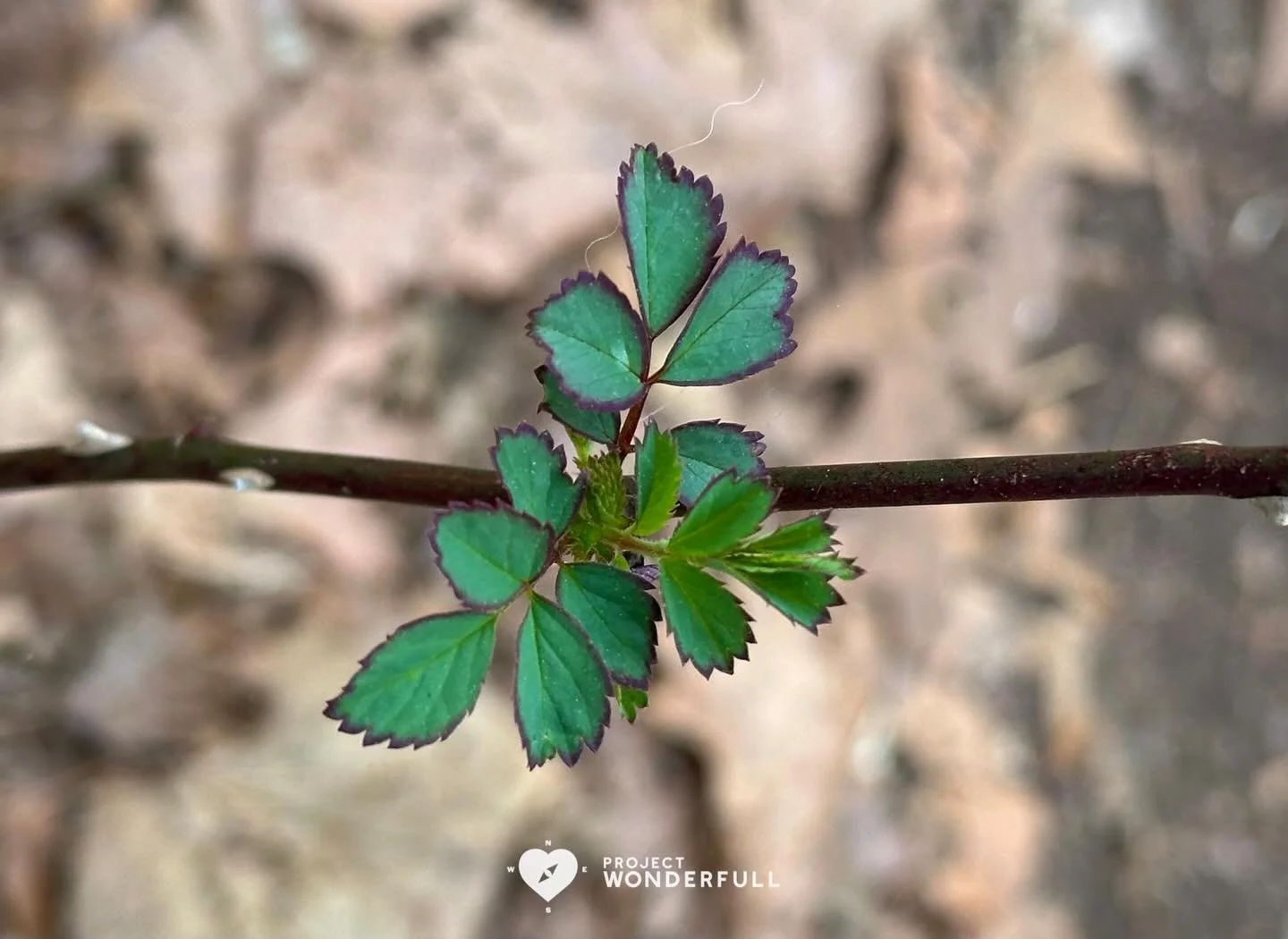 I love this time of the year when everything starts to bloom&hellip; the energy of growth and renewal flows all around and within me. I hope you feel that same energy today, too! 

#beautyheals 
 
Today&rsquo;s WonderFULL: Spring Signs

(Ridgewood, N