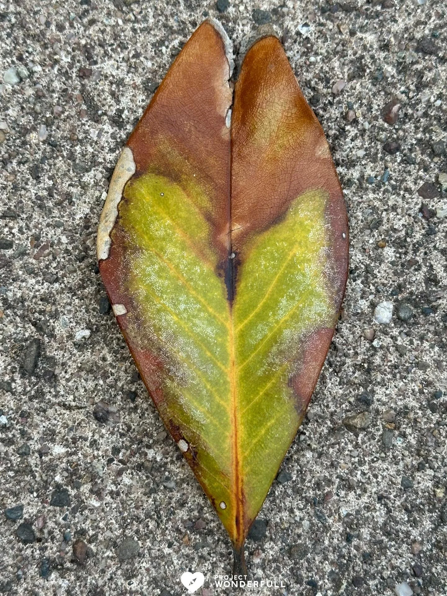 The heart sees deeper than the eye.
#beautyheals 
 
Today&rsquo;s WonderFULL: Heart Within Heart

(Ridgewood, NJ) 

Have a wonderFULL Friday! 

Sarah Grace 🩵🩵 

P.S. Share this beauty with someone you love today. #beautyheals 

https://www.projectw