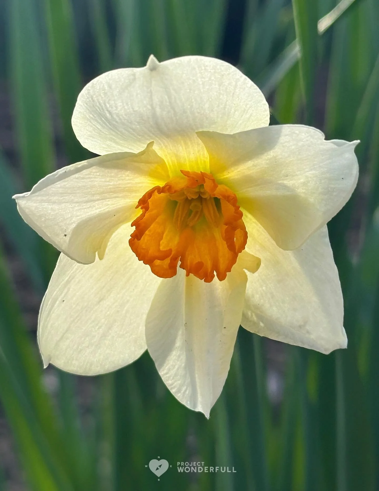 I love this variety of daffodil&hellip; not only is it uniquely beautiful, but there&rsquo;s only a few scattered amongst her traditional yellow abundant family. It&rsquo;s a special wink from the Universe&hellip;

#beautyheals 
 
Today&rsquo;s Wonde