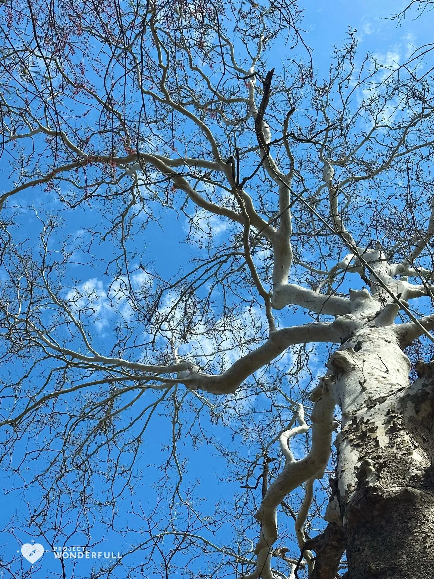 The sky isn&rsquo;t even the limit.

There&rsquo;s always something wonderFULL! 

Happy 7th Birthday, Project WonderFULL!

#beautyheals #naturallyformedheart 
 
Today&rsquo;s WonderFULL: WonderFULL Sky Heart

(Ridgewood, NJ) 

Have a wonderFULL Sunda