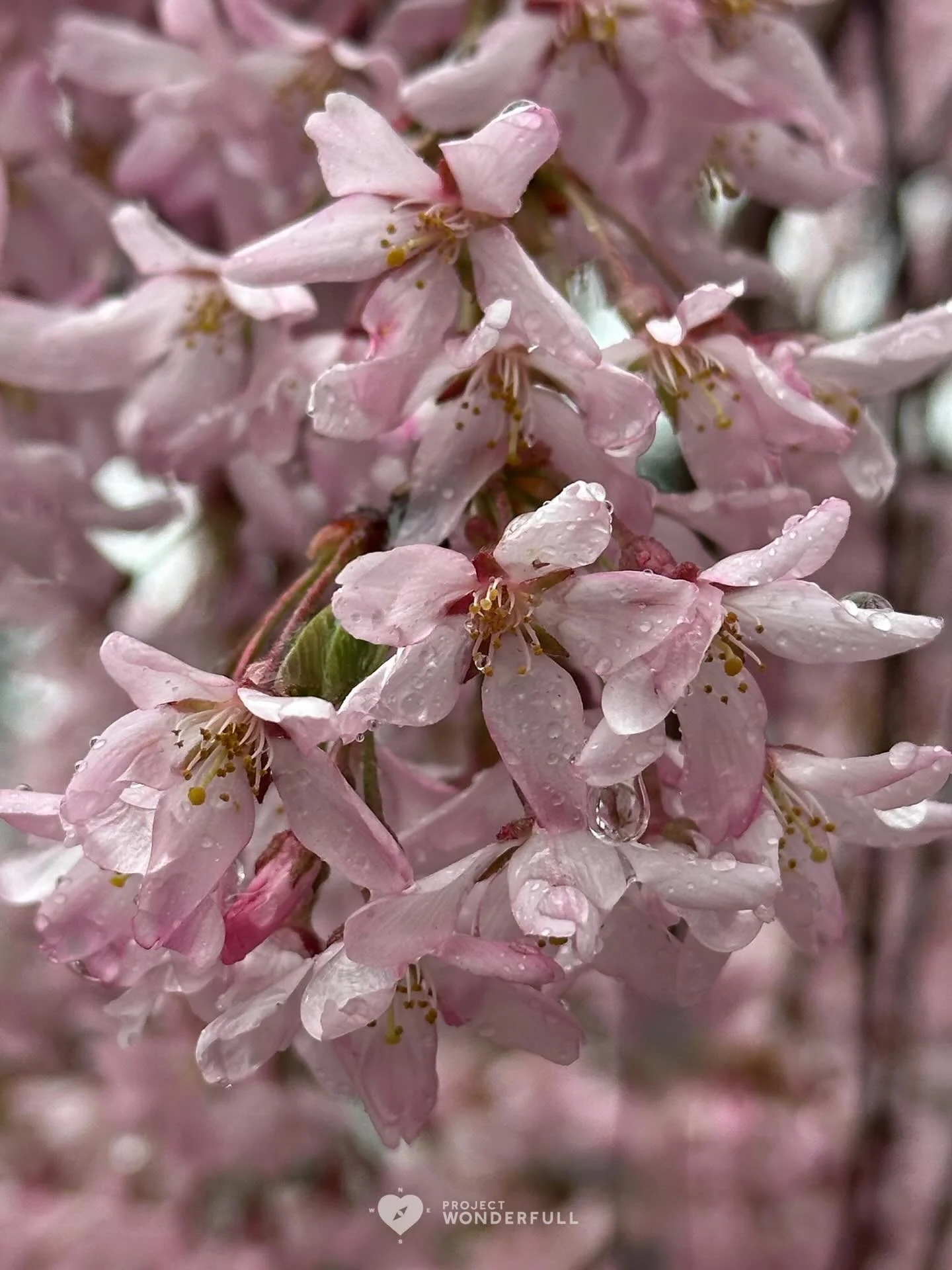 An immersion of pink beauty for you today&hellip; I hope you have a day full of beauty and love! 
#beautyheals 

Today&rsquo;s WonderFULL: Pink Beauty Immersion 

(Ridgewood, NJ) 

Have a wonderFULL Tuesday! 

Sarah Grace 🩵🩵 

P.S. Share this beaut