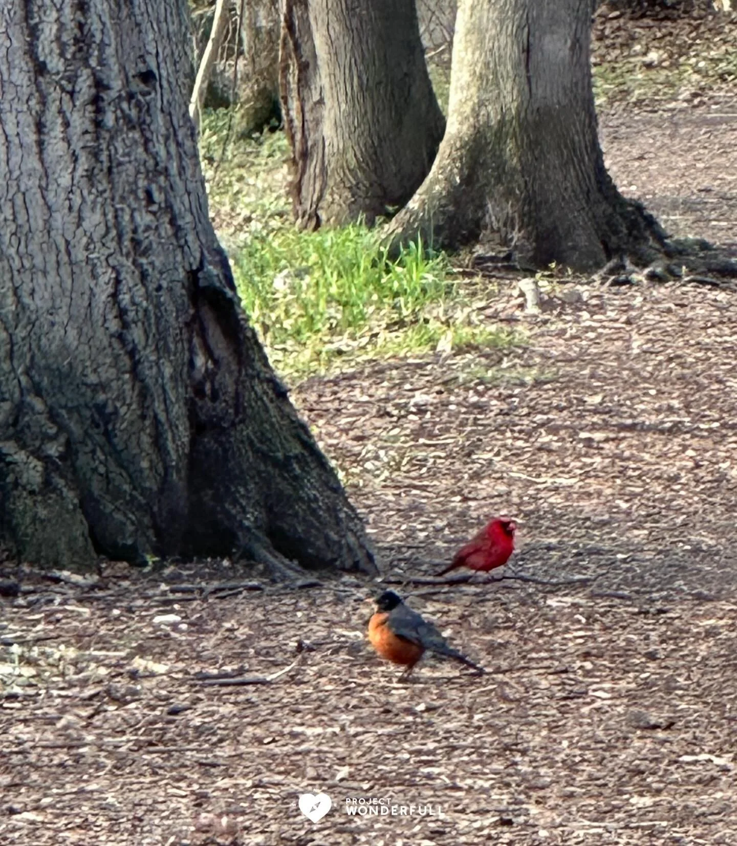 Held by nature. 💚
#beautyheals 

Today&rsquo;s WonderFULL: Nature&rsquo;s Signs of Support

(Ridgewood, NJ) 

Have a wonderFULL Thursday! 

Sarah Grace 🩵🩵 

P.S. Share this beauty with someone you love today. #beautyheals 

https://www.projectwond