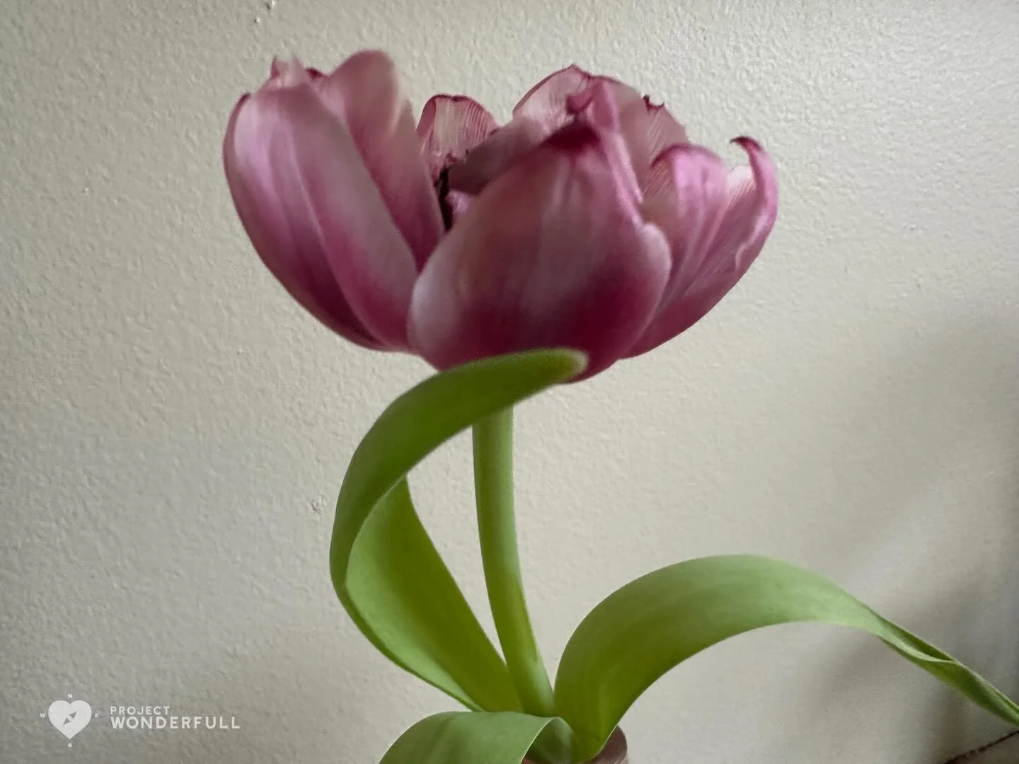 &ldquo;Beauty is not caused. It is.&rdquo; - Emily Dickinson 

#beautyheals 

Today&rsquo;s WonderFULL: Tulip&rsquo;s Graceful Pose

(Ridgewood, NJ) 

Have a wonderFULL Friday! 

Sarah Grace 🩵🩵 

P.S. Share this beauty with someone you love today. 