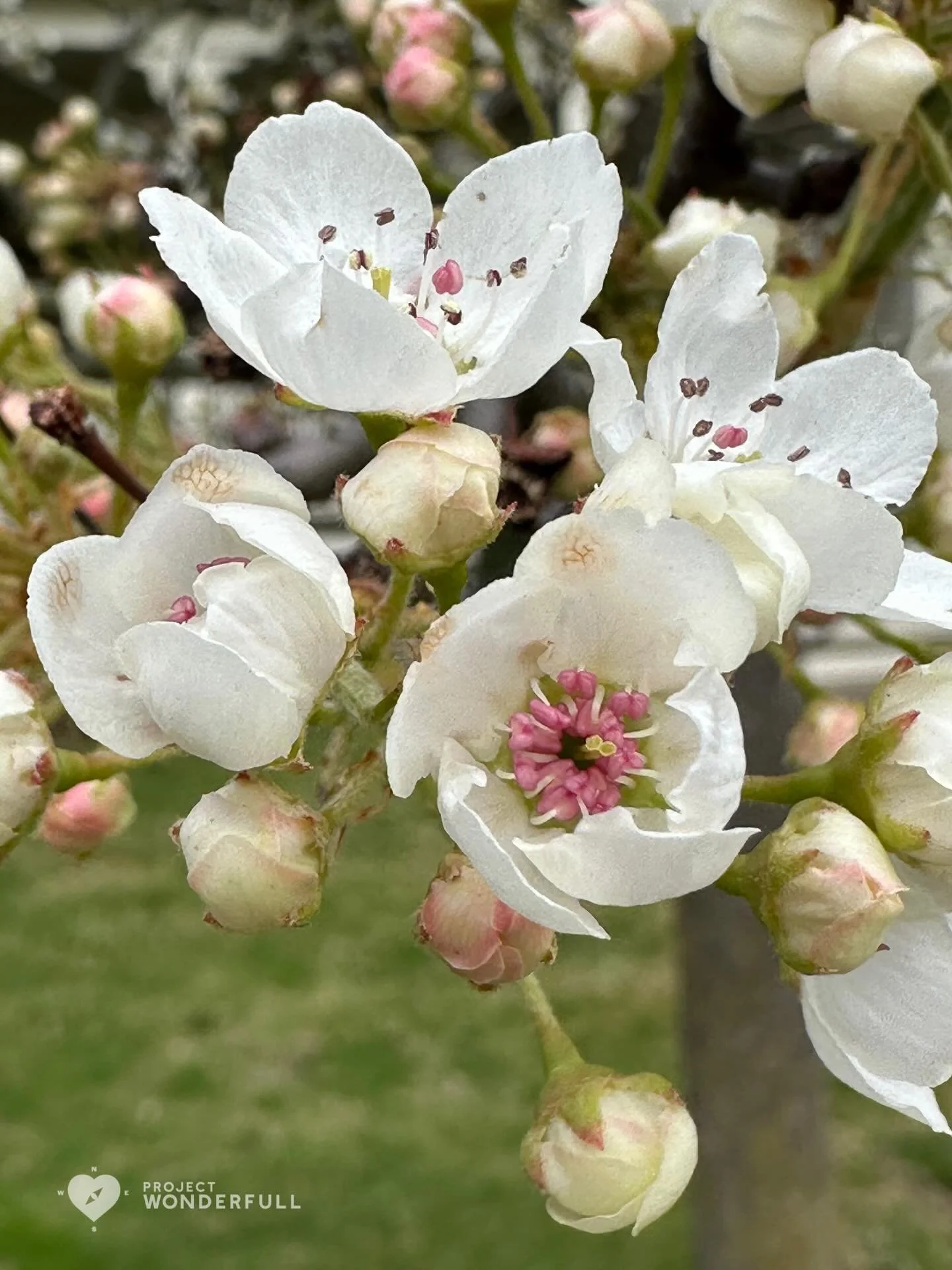 Keeping it coming&hellip;. So much beauty all around in Spring, especially with the blossoms everywhere. 
#beautyheals 

Today&rsquo;s WonderFULL: Blossom Beauty 

(Ridgewood, NJ) 

Have a wonderFULL Sunday! 

Sarah Grace 🩵🩵 

P.S. Share this beaut