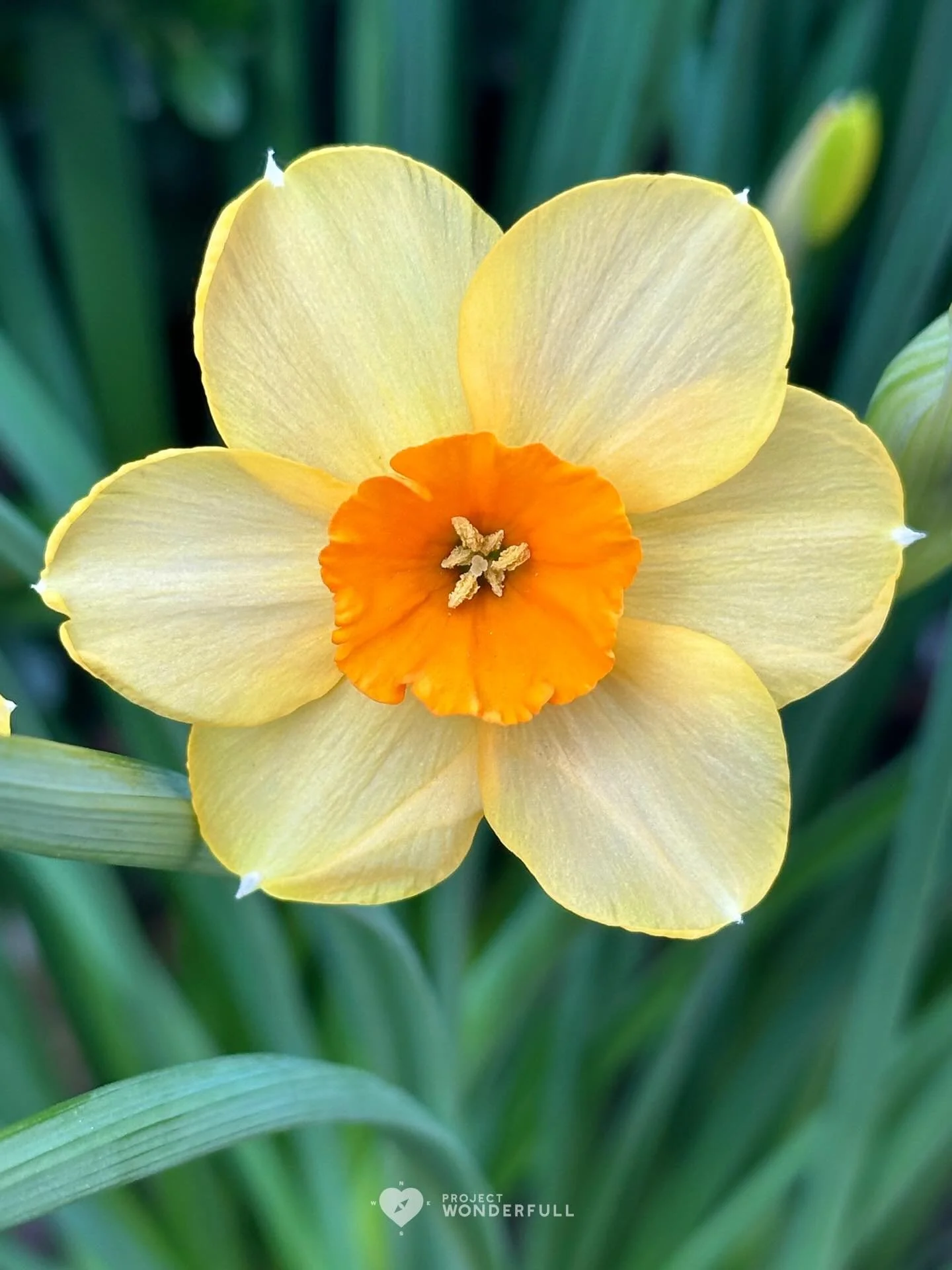 A Daffodil smile for you today.
#beautyheals 

Today&rsquo;s WonderFULL: Daffodil Smile

(Ridgewood, NJ) 

Have a wonderFULL Tuesday! 

Sarah Grace 🩵🩵 

P.S. Share this beauty with someone you love today. #beautyheals 

https://www.projectwonderful