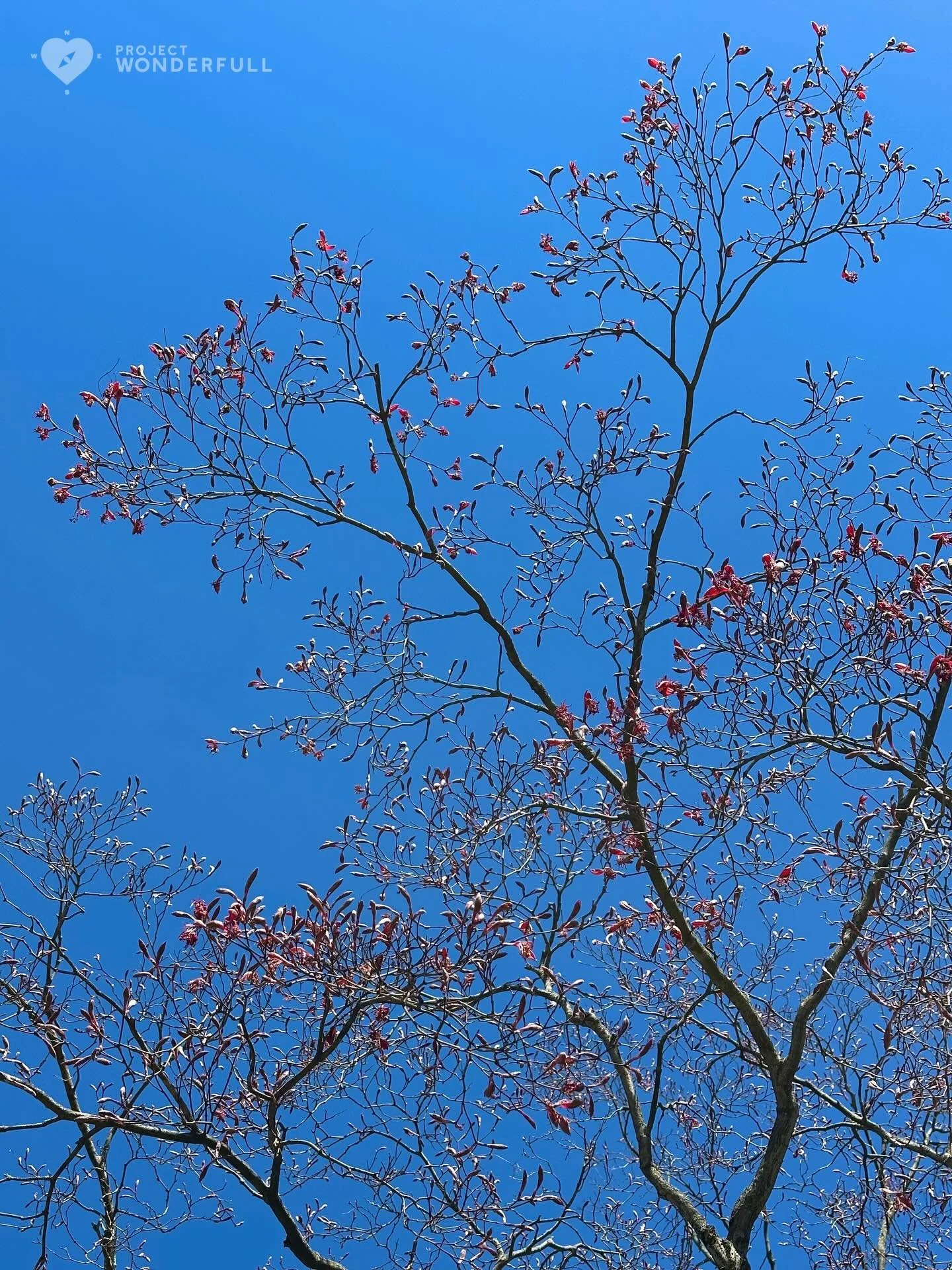 It&rsquo;s so beautiful to watch nature come out of slumber!
#beautyheals 

Today&rsquo;s WonderFULL: Spring Awakening 

(Ridgewood, NJ) 

Have a wonderFULL Wednesday! 

Sarah Grace 🩵🩵 

P.S. Share this beauty with someone you love today. #beautyhe