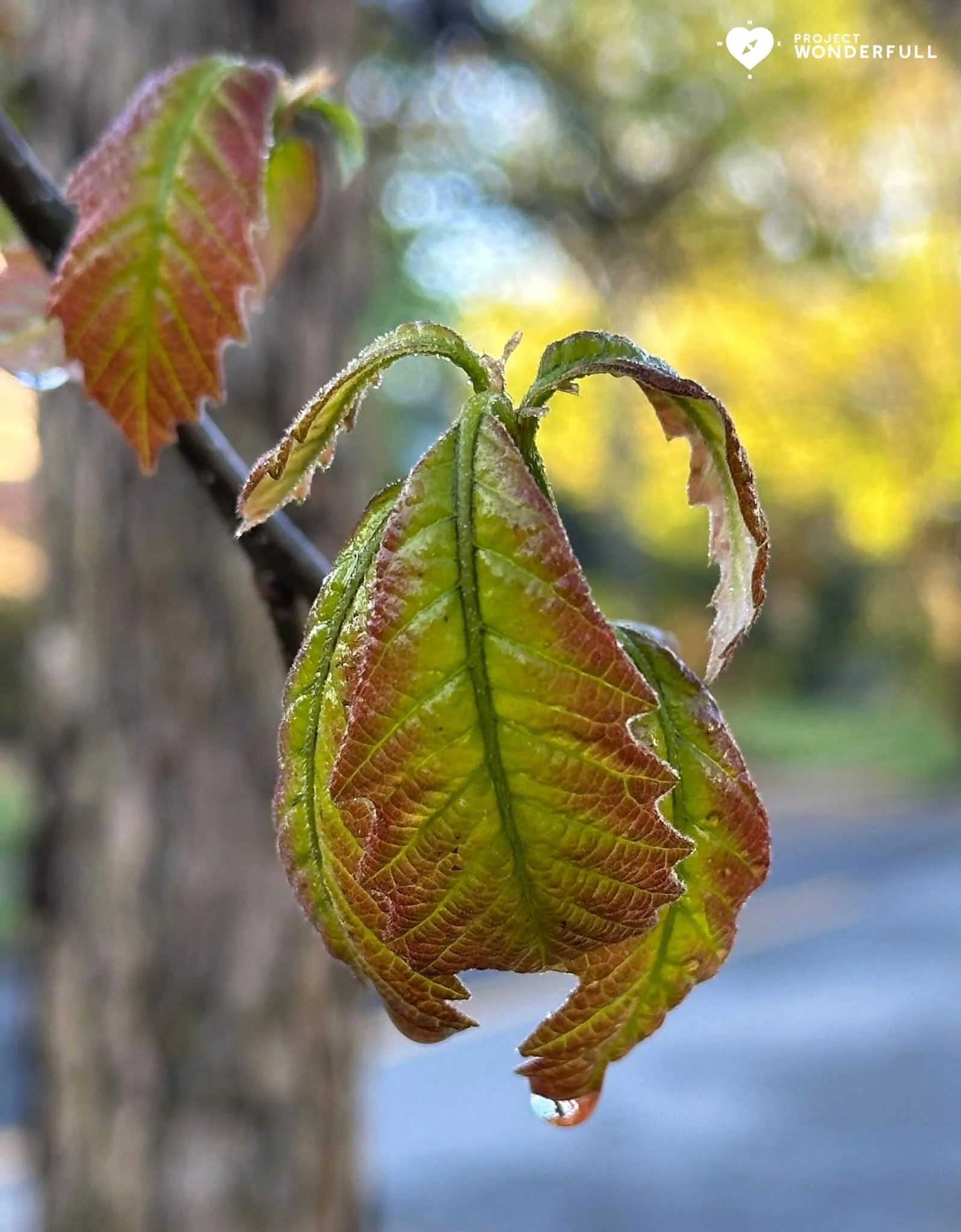 May you witness a beautiful opening today&hellip; just like this Spring leaf.

#beautyheals 

Today&rsquo;s WonderFULL: Beautiful Spring Opening

(Ridgewood, NJ) 

Have a wonderFULL Monday! 

Sarah Grace 🩵🩵 

P.S. Share this beauty with someone you