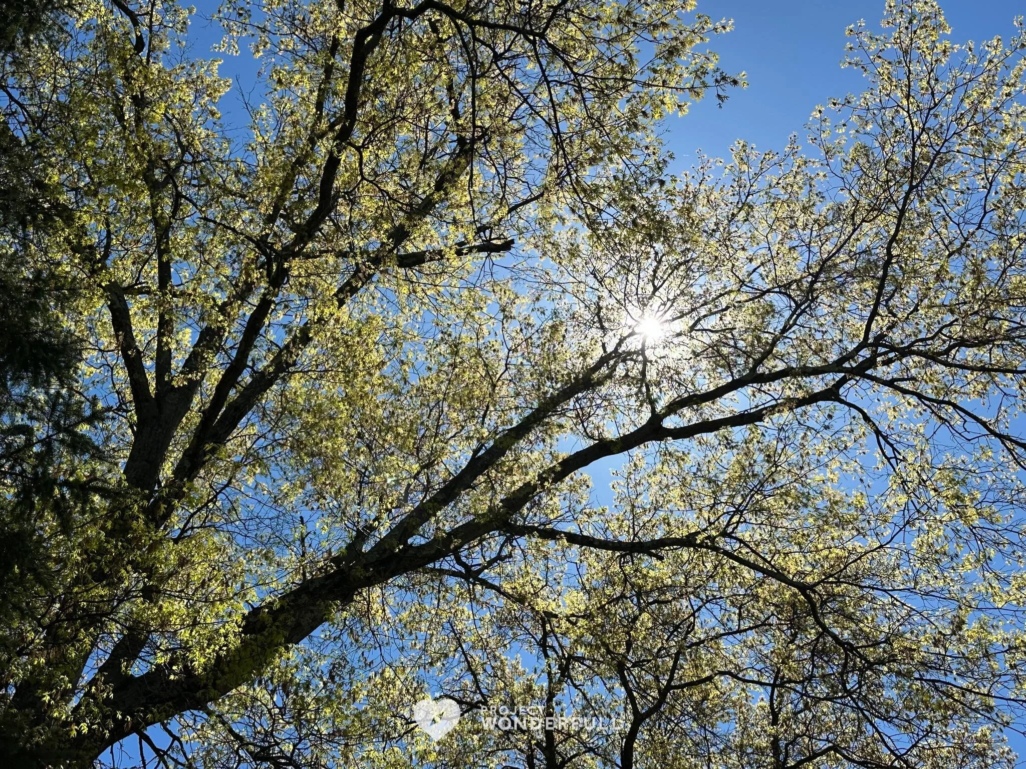 I invite you to look up today&hellip; I wonder what beauty you&rsquo;ll see&hellip;.

#beautyheals 

Today&rsquo;s WonderFULL:  Spring Sunshine 

(Ridgewood, NJ) 

Have a wonderFULL Tuesday! 

Sarah Grace 🩵🩵 

P.S. Share this beauty with someone yo