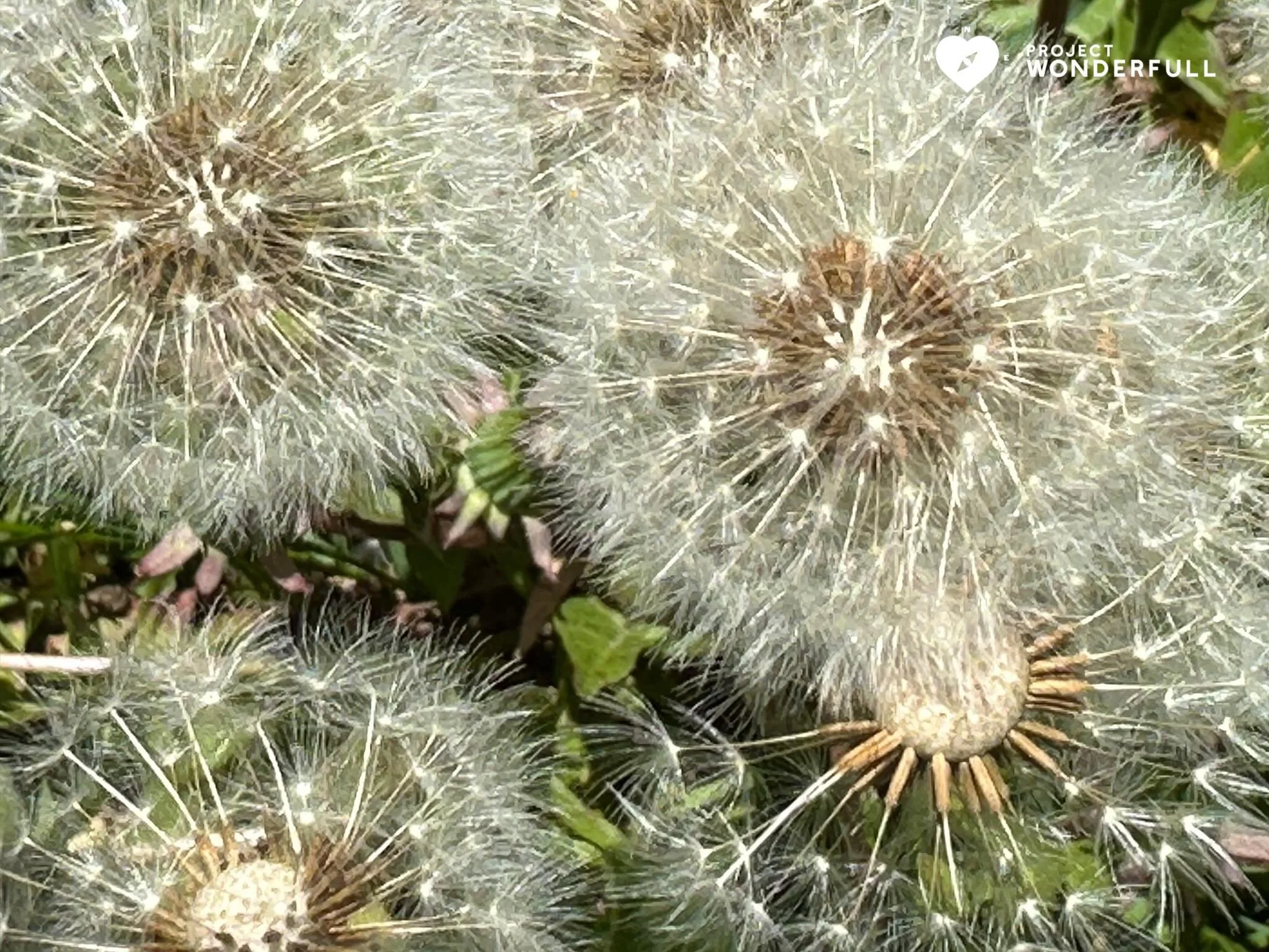 Many beautiful wishes for you today&hellip; imagine blowing these &ldquo;stars&rdquo; with thoughts of that which you desire. 
#beautyheals 

Today&rsquo;s WonderFULL: Dandelion Wishes

(Ridgewood, NJ) 

Have a wonderFULL Thursday! 

Sarah Grace 🩵🩵
