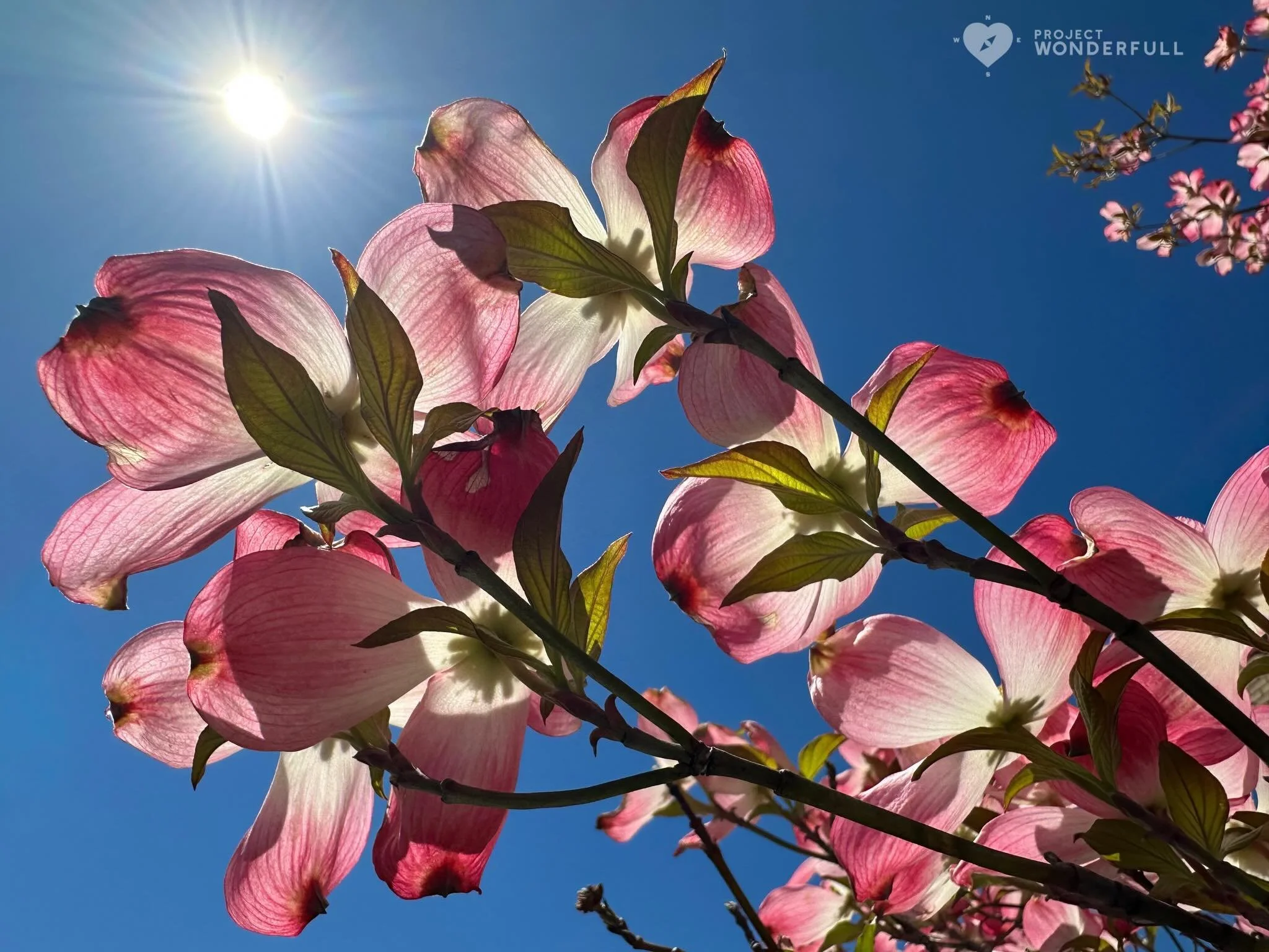 Just  a little something to brighten your day!
#beautyheals 

Today&rsquo;s WonderFULL: Bright Beauty

(Ridgewood, NJ) 

Have a wonderFULL Friday! 

Sarah Grace 🩵🩵 

P.S. Share this beauty with someone you love today. #beautyheals 

https://www.pro