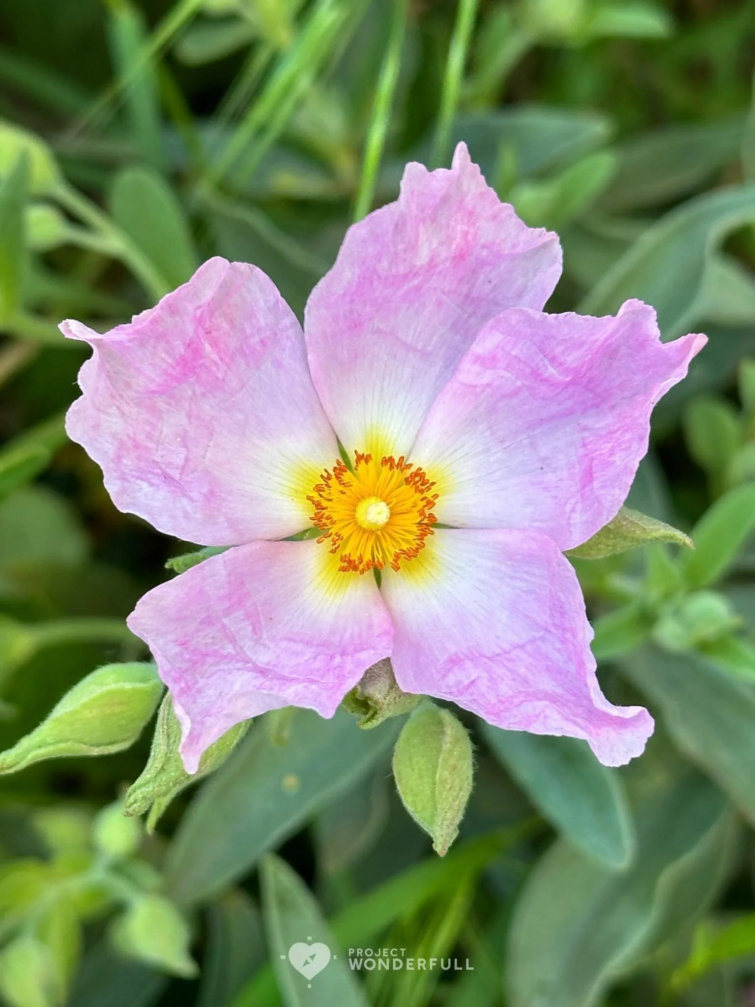 This flower felt whimsical and it made me smile&hellip; I hope it makes you smile too! 

#beautyheals 

Today&rsquo;s WonderFULL:  Flower Smile

(Portland, OR) 

Have a wonderFULL Tuesday! 

Sarah Grace 🩵🩵 

P.S. Share this beauty with someone you 