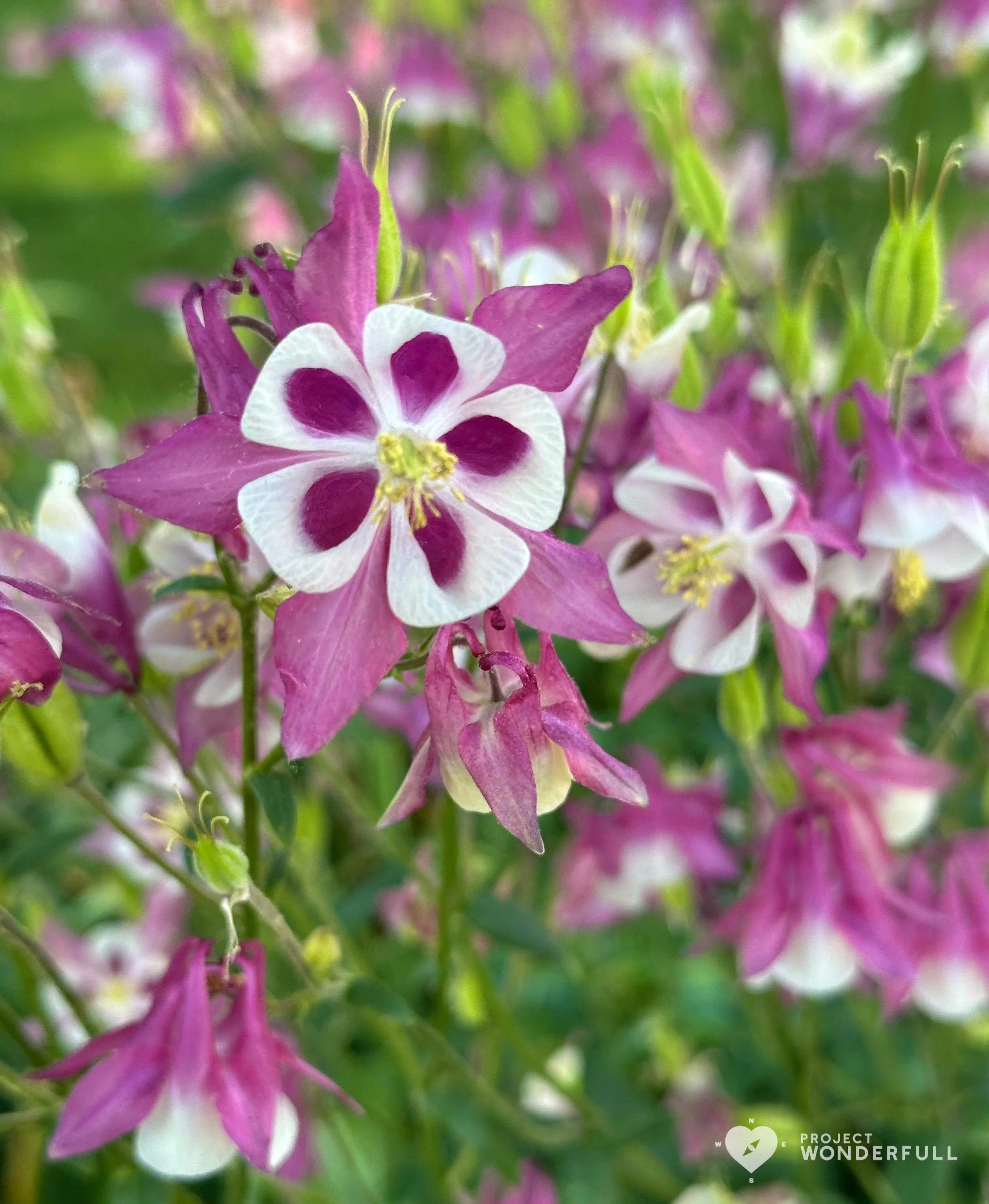 Unique and beautiful&hellip; just like you. 
#beautyheals 

Today&rsquo;s WonderFULL: Unique and Beautiful Flower

(Ridgewood, NJ) 

Have a wonderFULL Friday! 

Sarah Grace 🩵🩵 

P.S. Share this beauty with someone you love today. #beautyheals 

htt