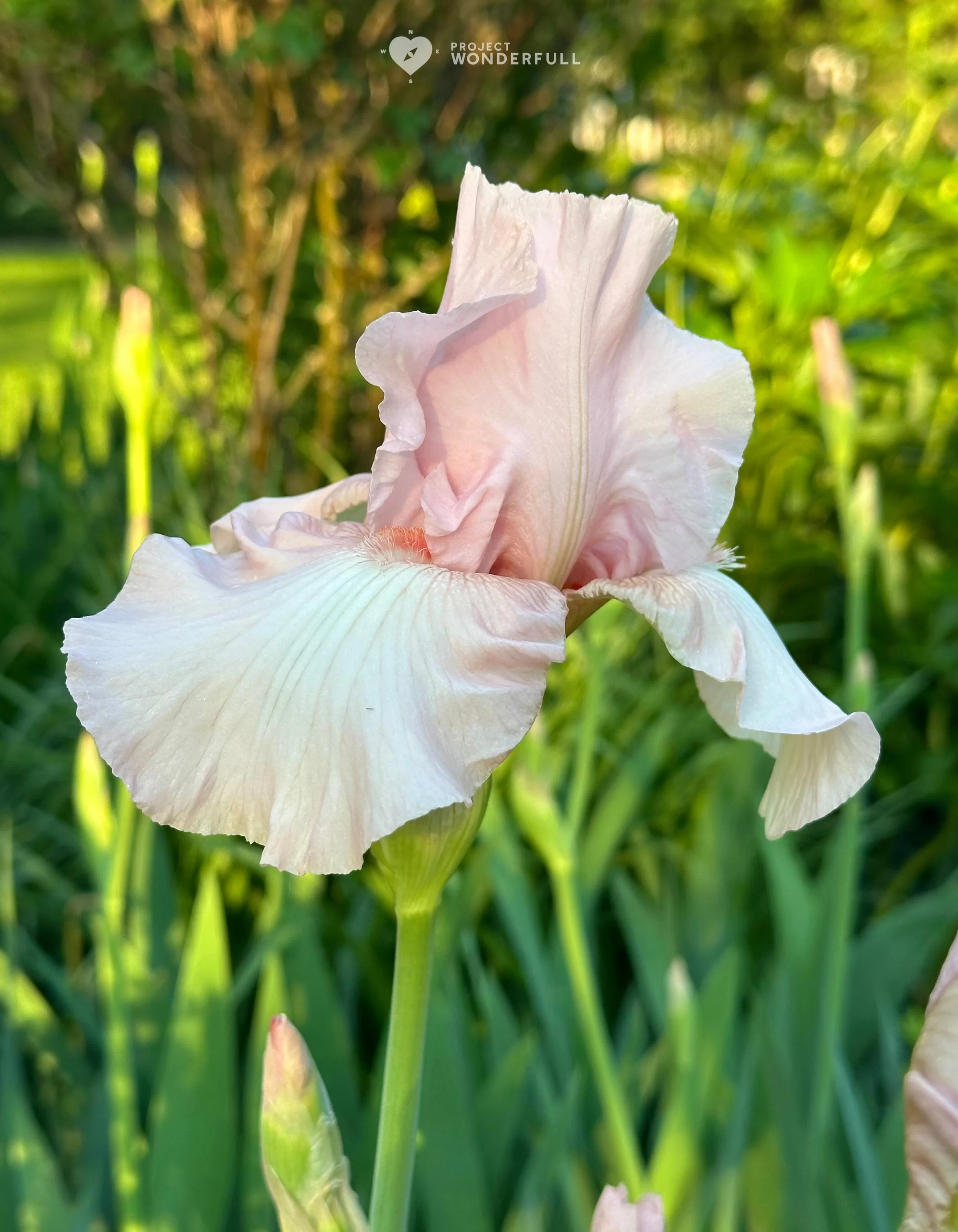 The pale pink iris blooms like a quiet kind of courage.
#beautyheals 

Today&rsquo;s WonderFULL: Courage and Beauty 

(Ridgewood, NJ) 

Have a wonderFULL Monday! 

Sarah Grace 🩵🩵 

P.S. Share this beauty with someone you love today. #beautyheals 

