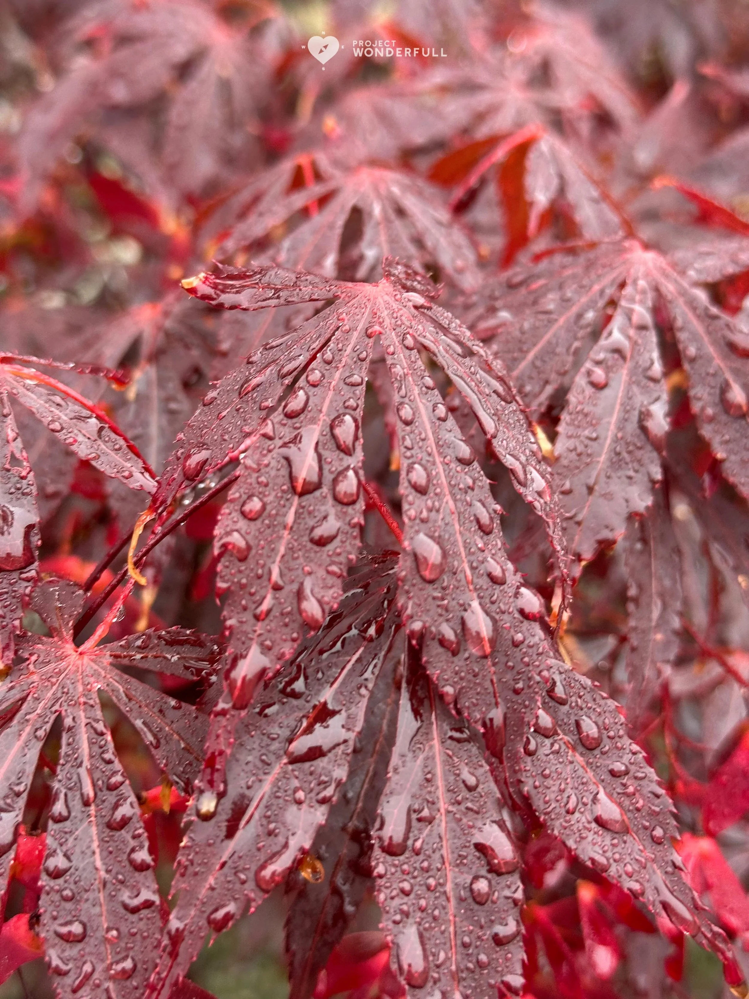 Rain is beautiful and with the rain comes even more beauty!
#beautyheals 

Today&rsquo;s WonderFULL: Rain Beauty

(Pelican Island, NJ) 

Have a wonderFULL Tuesday! 

Sarah Grace 🩵🩵 

P.S. Share this beauty with someone you love today. #beautyheals 