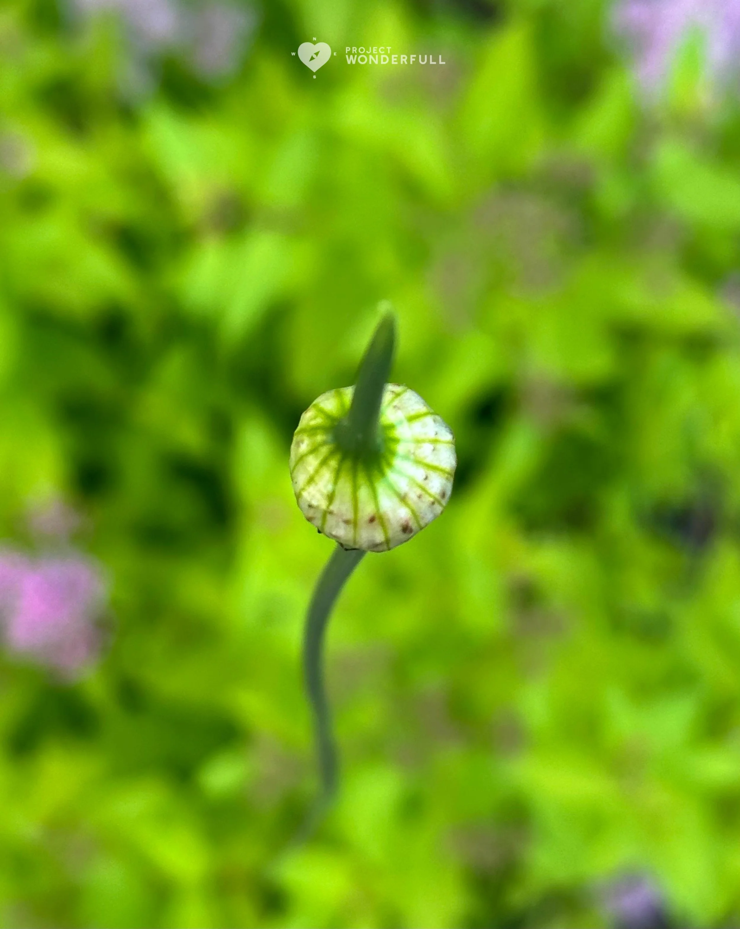 May you flourish today!! 
#beautyheals 

Today&rsquo;s WonderFULL: Bud About to Flourish 

(Ridgewood, NJ) 

Have a wonderFULL Saturday!

Sarah Grace 🩵🩵 

P.S. Share this beauty with someone you love today. #beautyheals 

https://www.projectwonderf